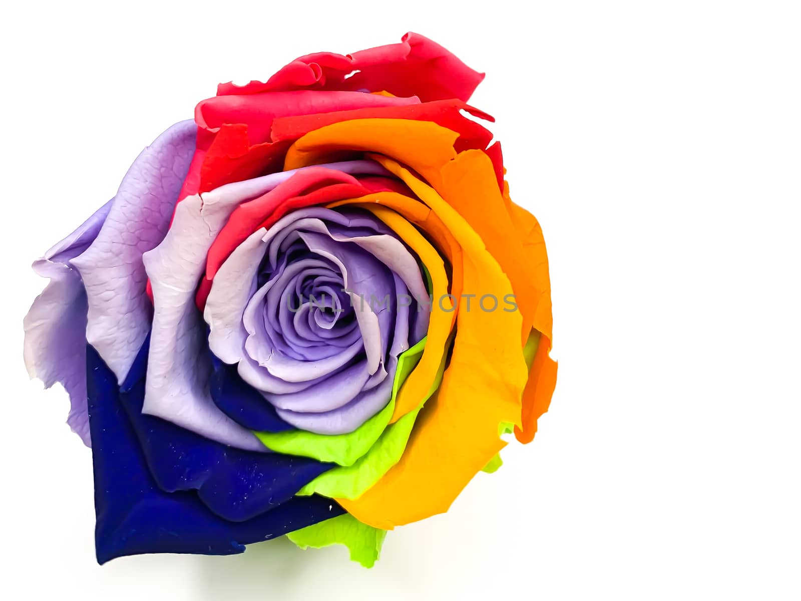 Macro of rainbow rose flower and multi color petals on a white background with empty space for text. Horizontal image