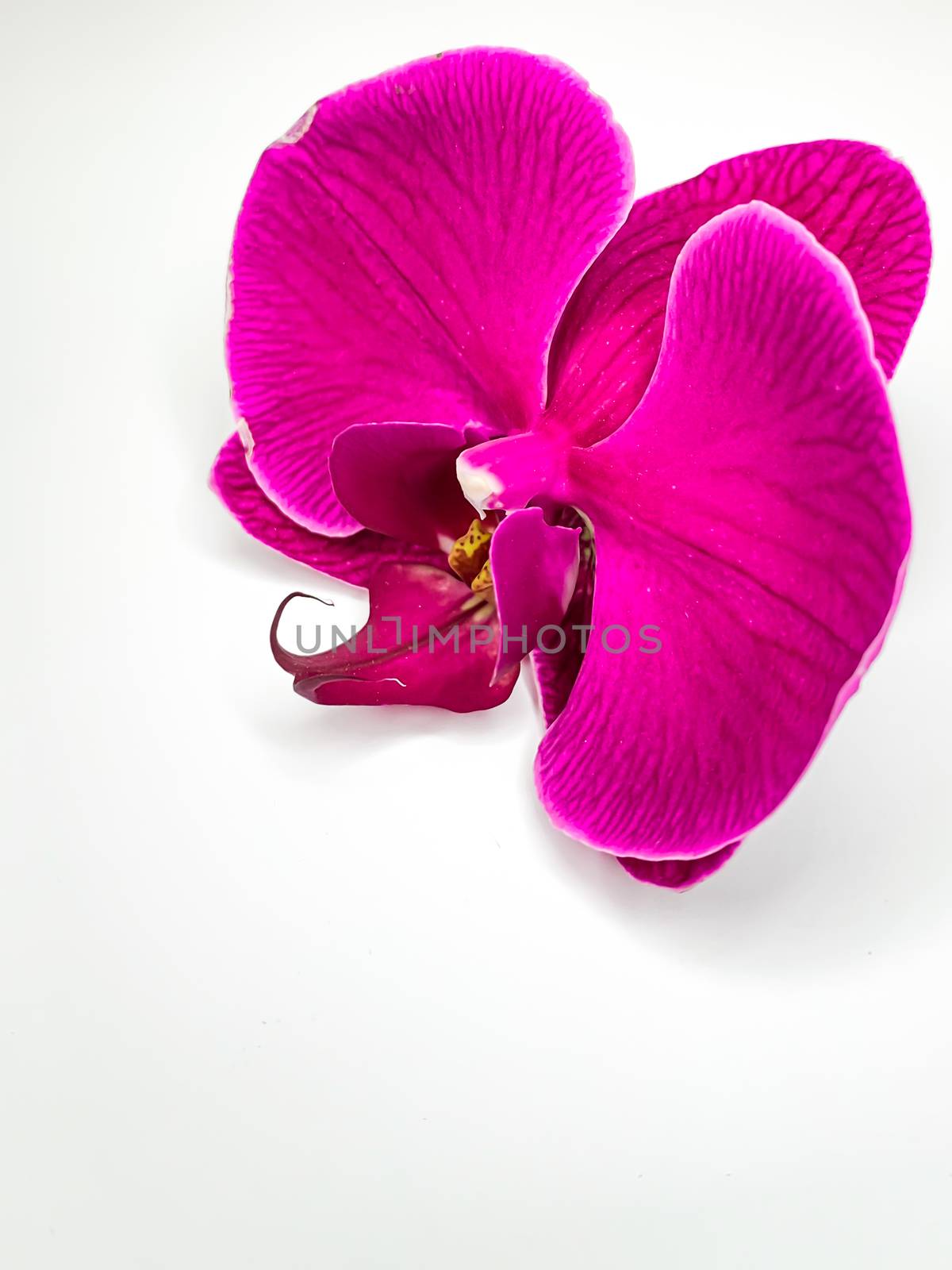 close up purple single Phalaenopsis orchid flower postcard on a white background. Vertical image