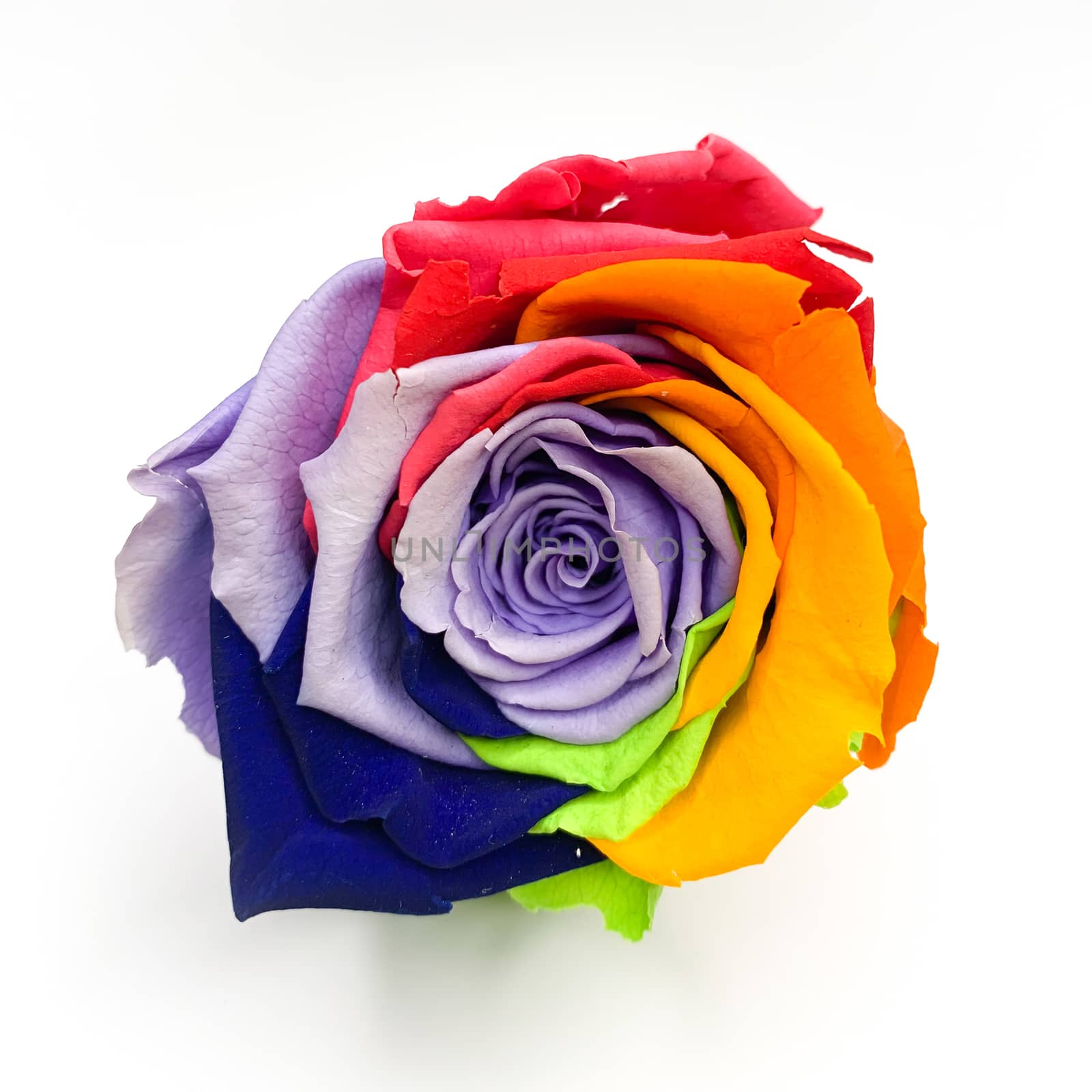 Macro of rainbow rose flower and multi color petals on a white background