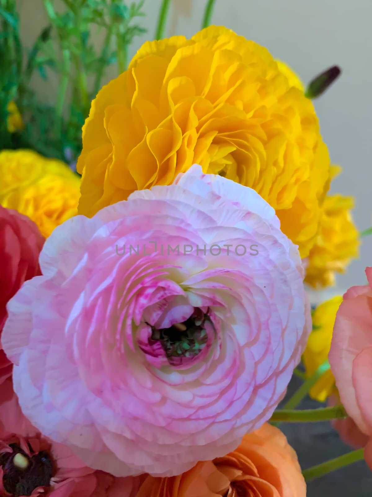 Bright pink and yellow asian buttercup flowers ranunculus asiaticus