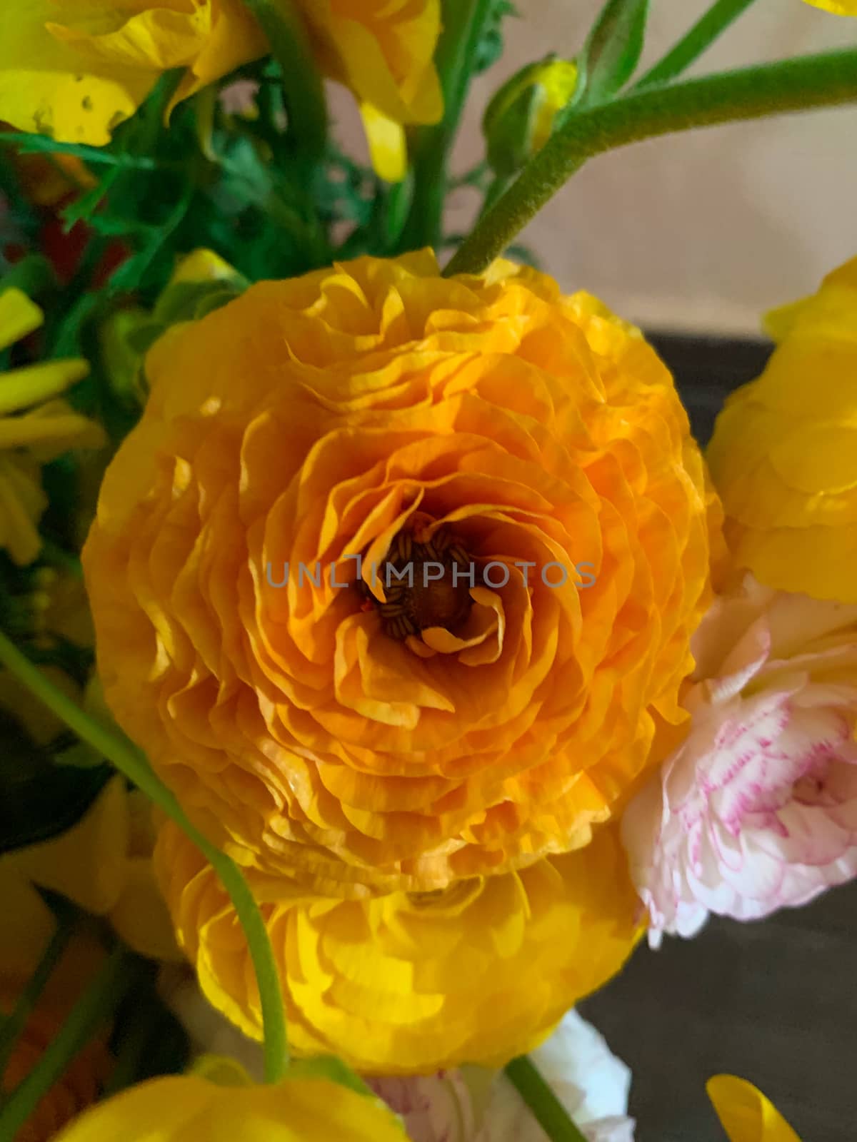 Close up bright yellow asian buttercup spring flowers ranunculus asiaticus