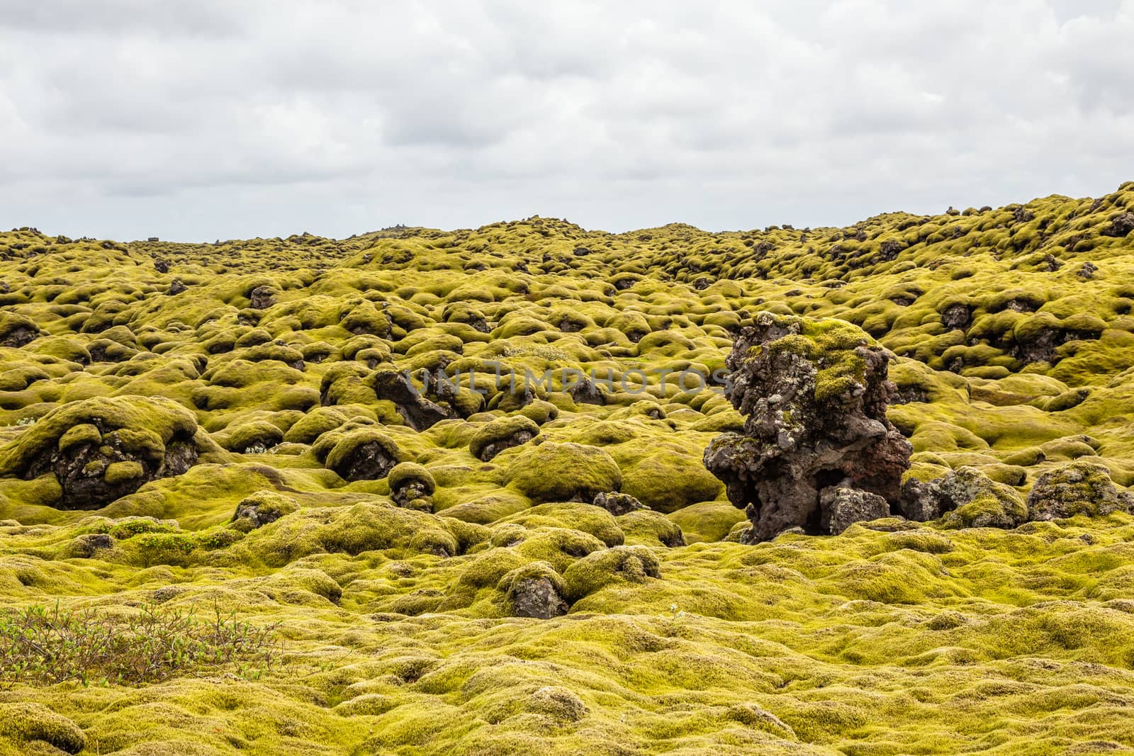 Icelandic lava fields covered with moss panorama, South Iceland by ambeon