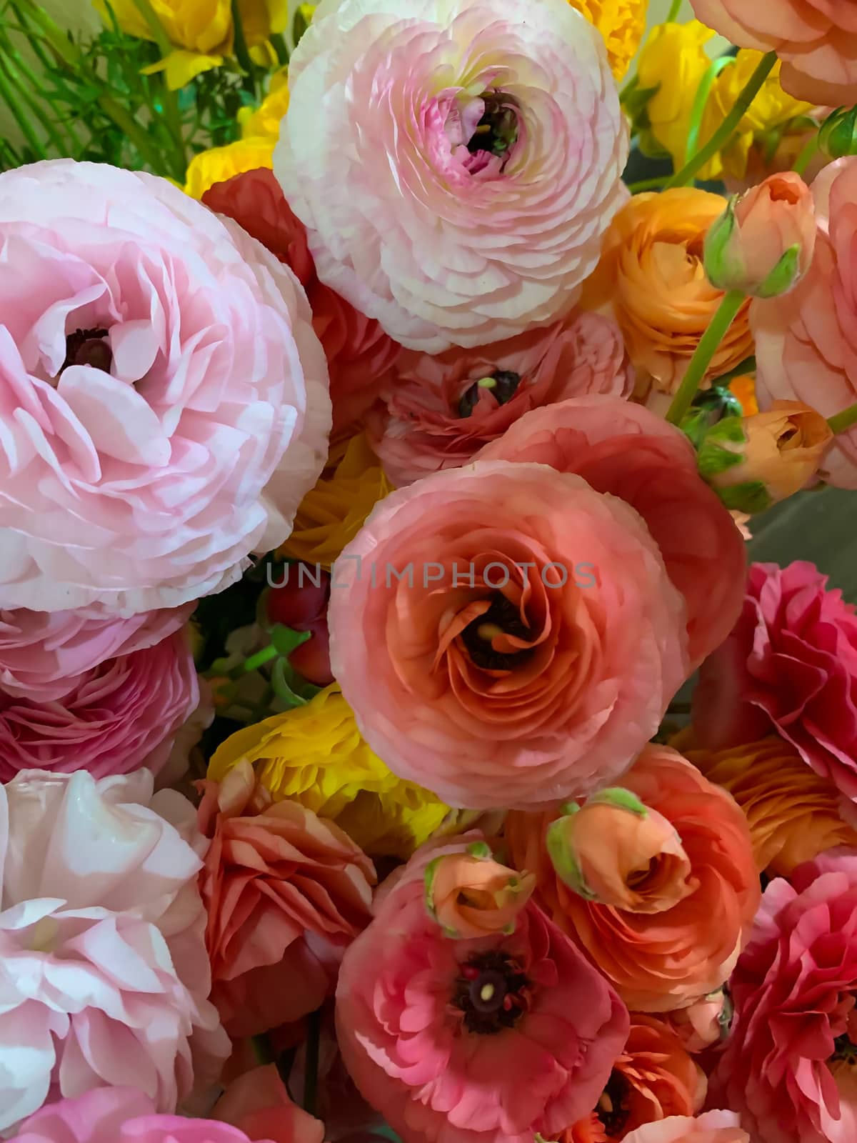 Bright pink orange and yellow asian buttercup spring flowers ranunculus asiaticus