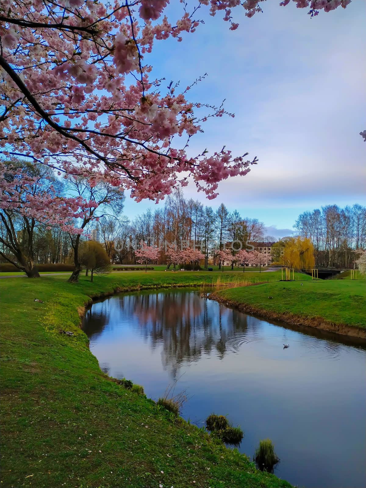 ull bloom pink sakura trees, cherry blossom in park near small river reflecting blue sky on a sunny day.