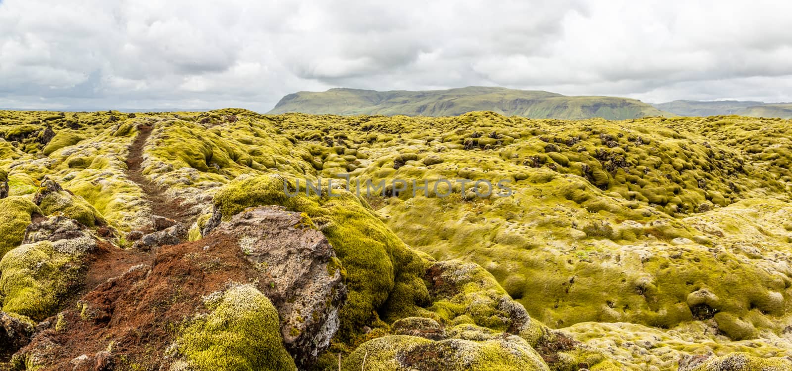 Icelandic fields of lava covered with moss panorama, South Icela by ambeon