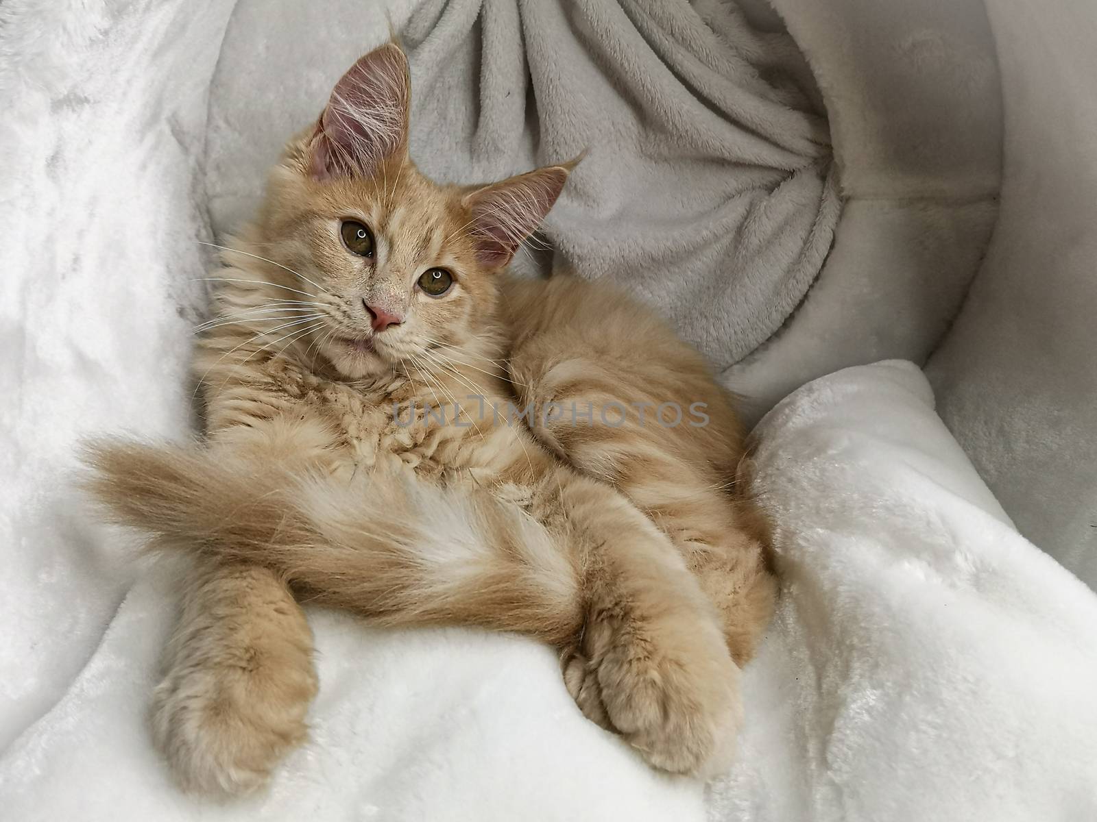 Playful ginger beige maine coon cat kitten lying on a fluffy texture front view