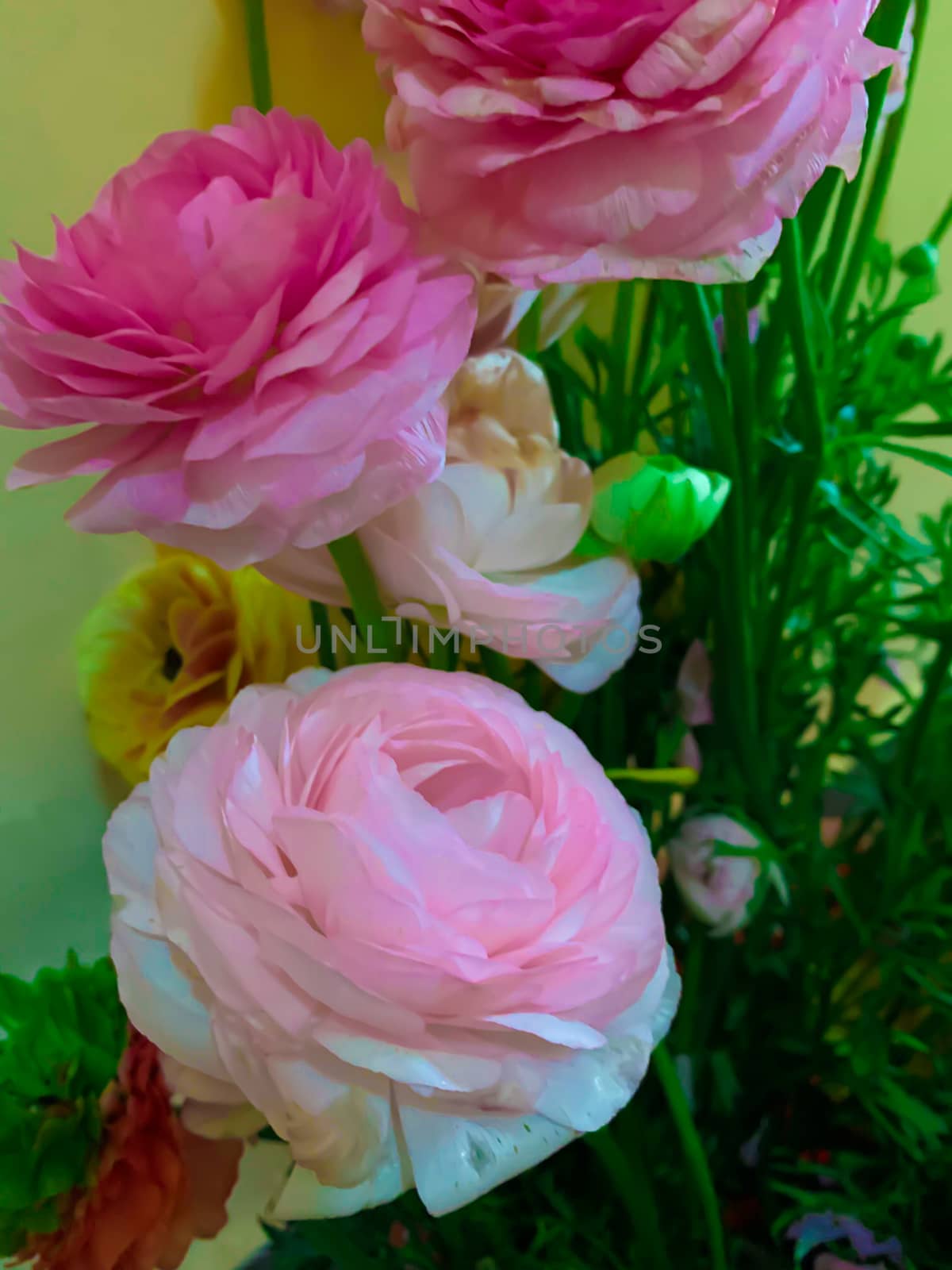 Bright pink and yellow spring asian buttercup flowers ranunculus asiaticus