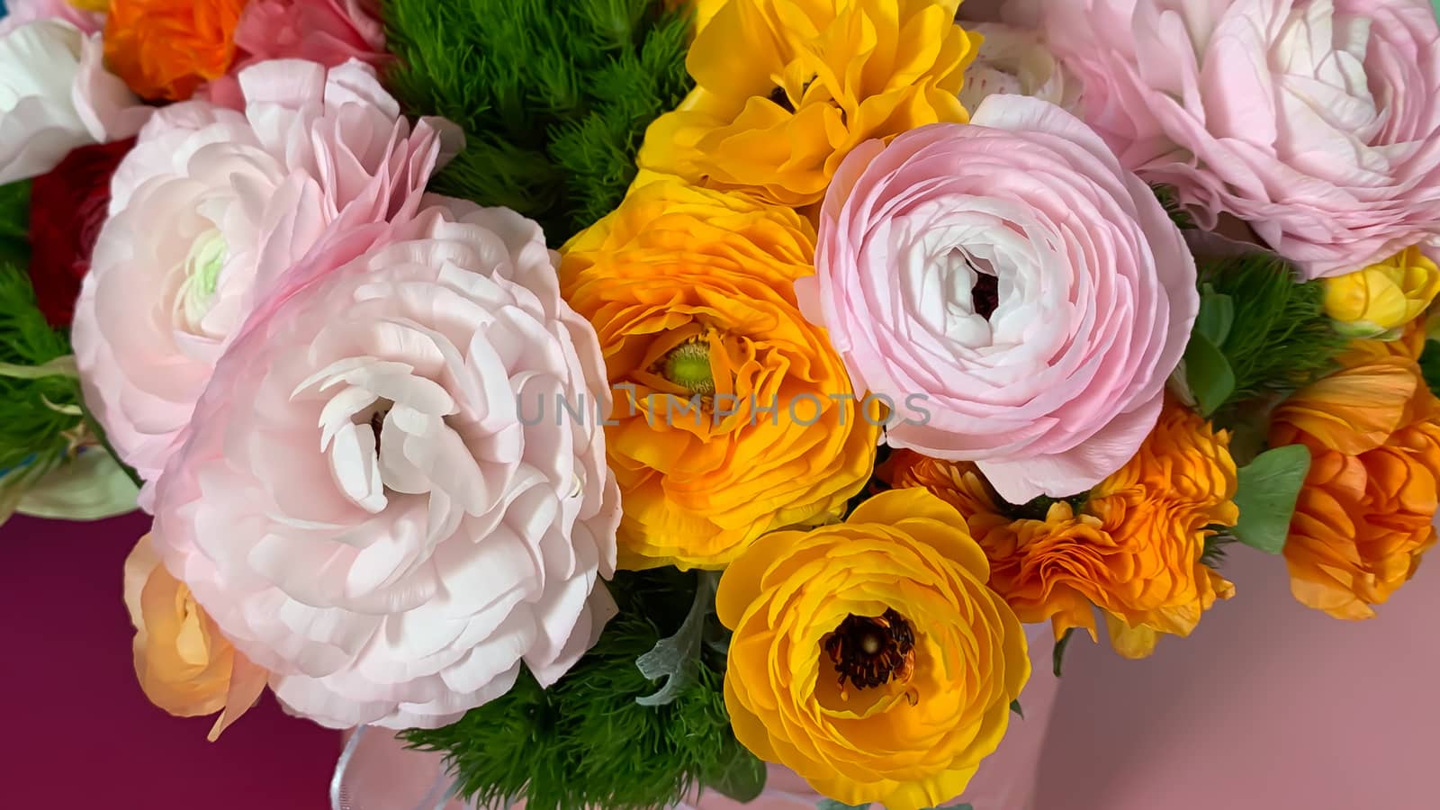 Flat view close up bright colorful pink yellow orange persian asian buttercup ranunculus asiaticus fresh flowers in round box