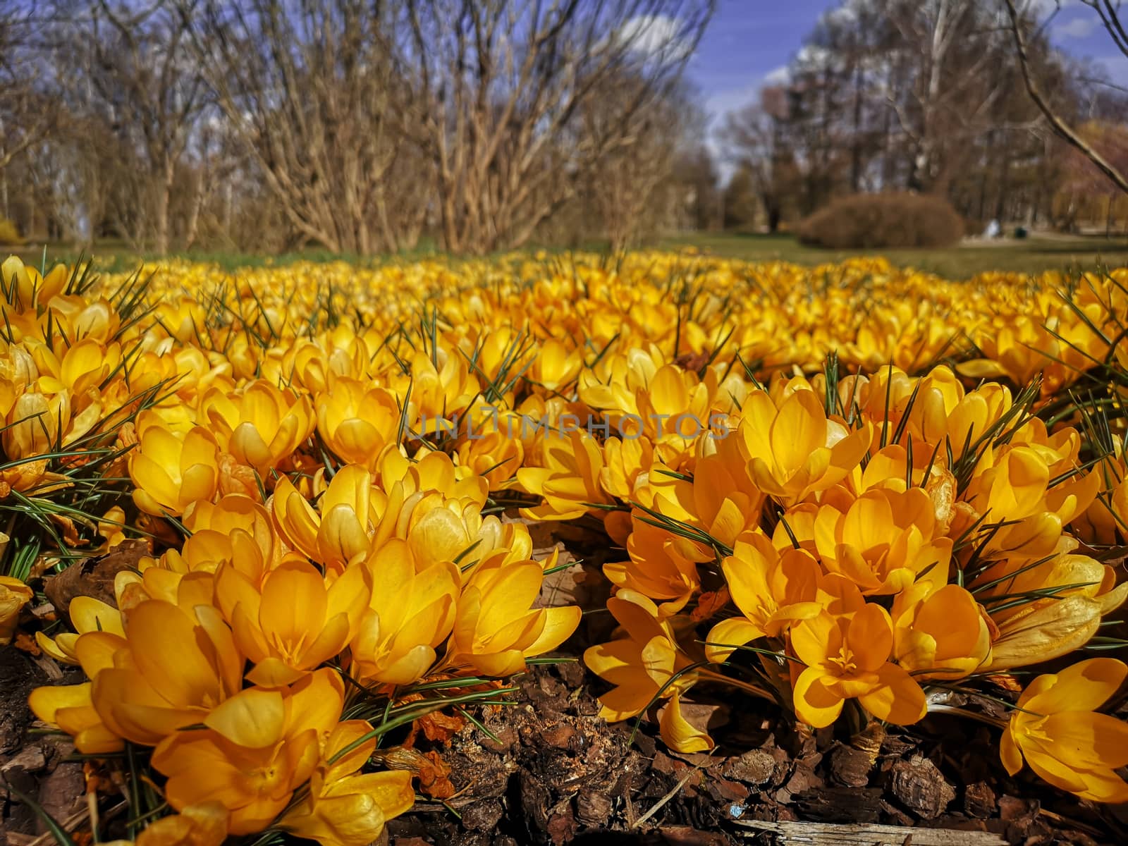 Beautiful spring background with close-up of a group of blooming yellow crocus flowers in spring garden. Crocus vernus field