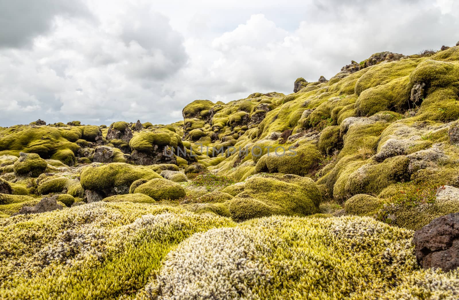 Icelandic lava fields covered with moss panorama, South Iceland