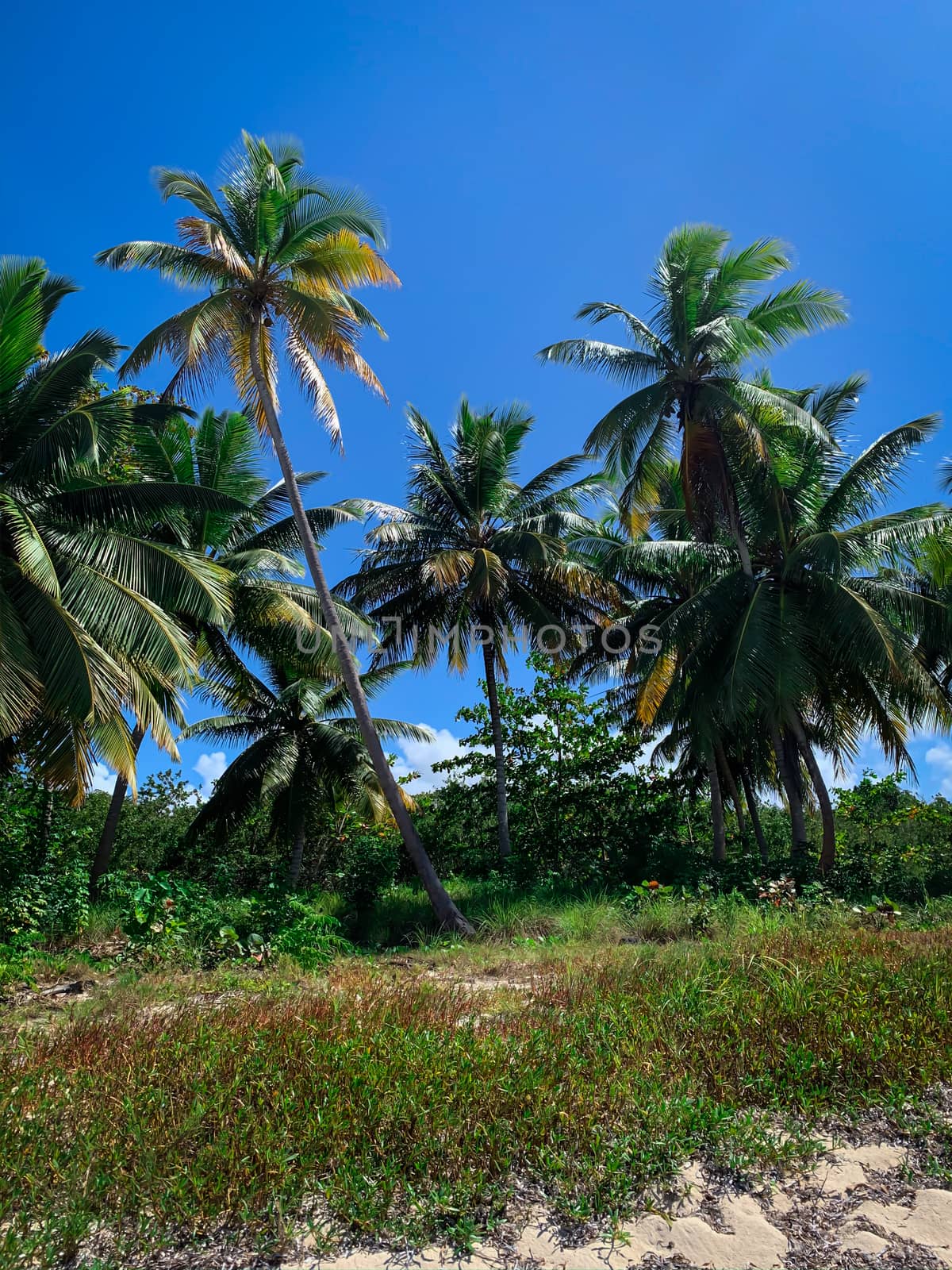 Exotic green coconut palm trees on Saona island in Dominican Republic