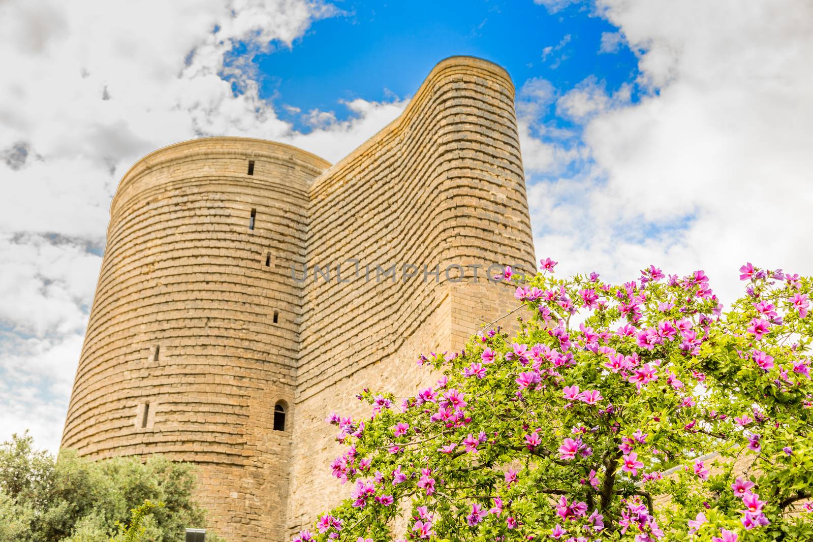 Gız Galası medieval  tower with flowers tree in the foreground, old town, Baku, Azerbaijan
