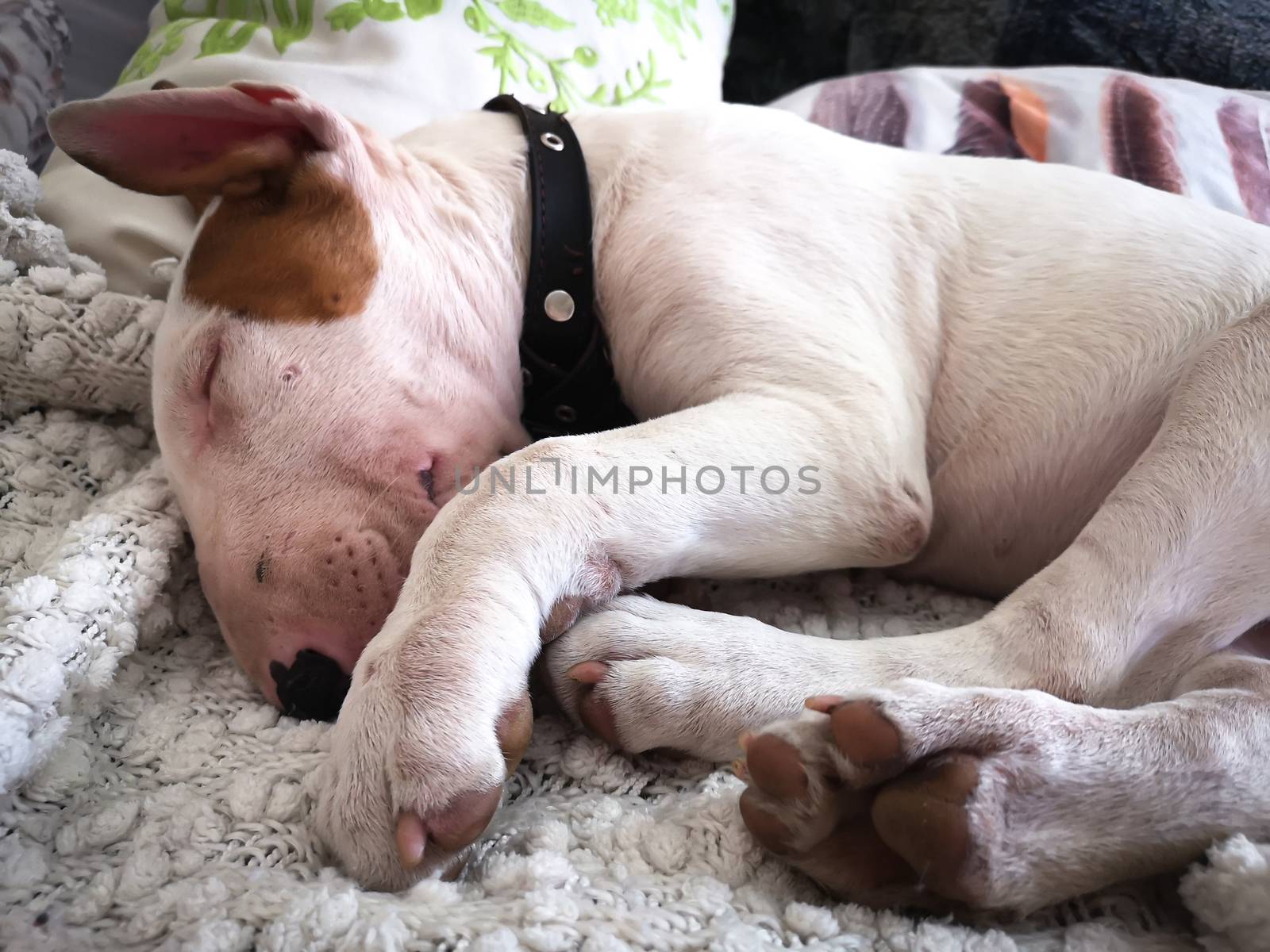 Cute white English bull terrier puppy sleeping. Bullterrier dog