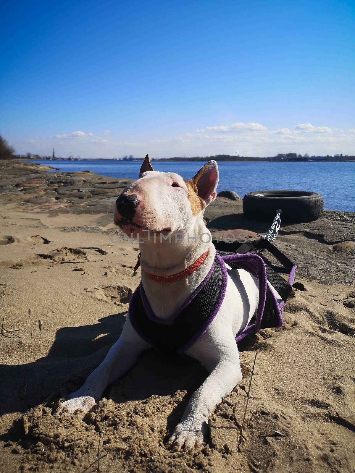 Beautiful masculine white English bull terrier dog bullterrier breed training work out with tire on the beach on sunny day