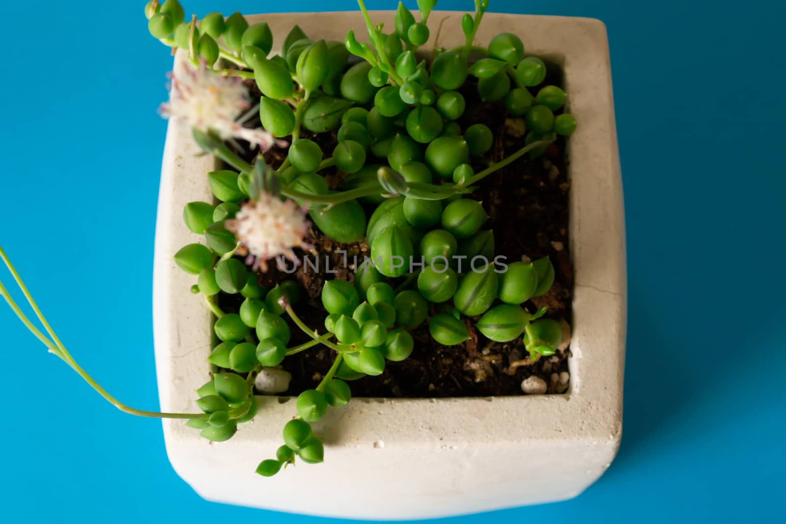 Close up macro cactus succulent Senecio herreianus Curio herreanus string of beads string of watermelons in white flower pot on blue background