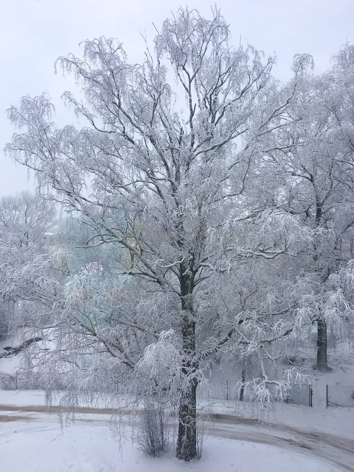 White winter fairy tale  landscape. Trees covered with snow. Christmas and New Year mood concept stock image. 