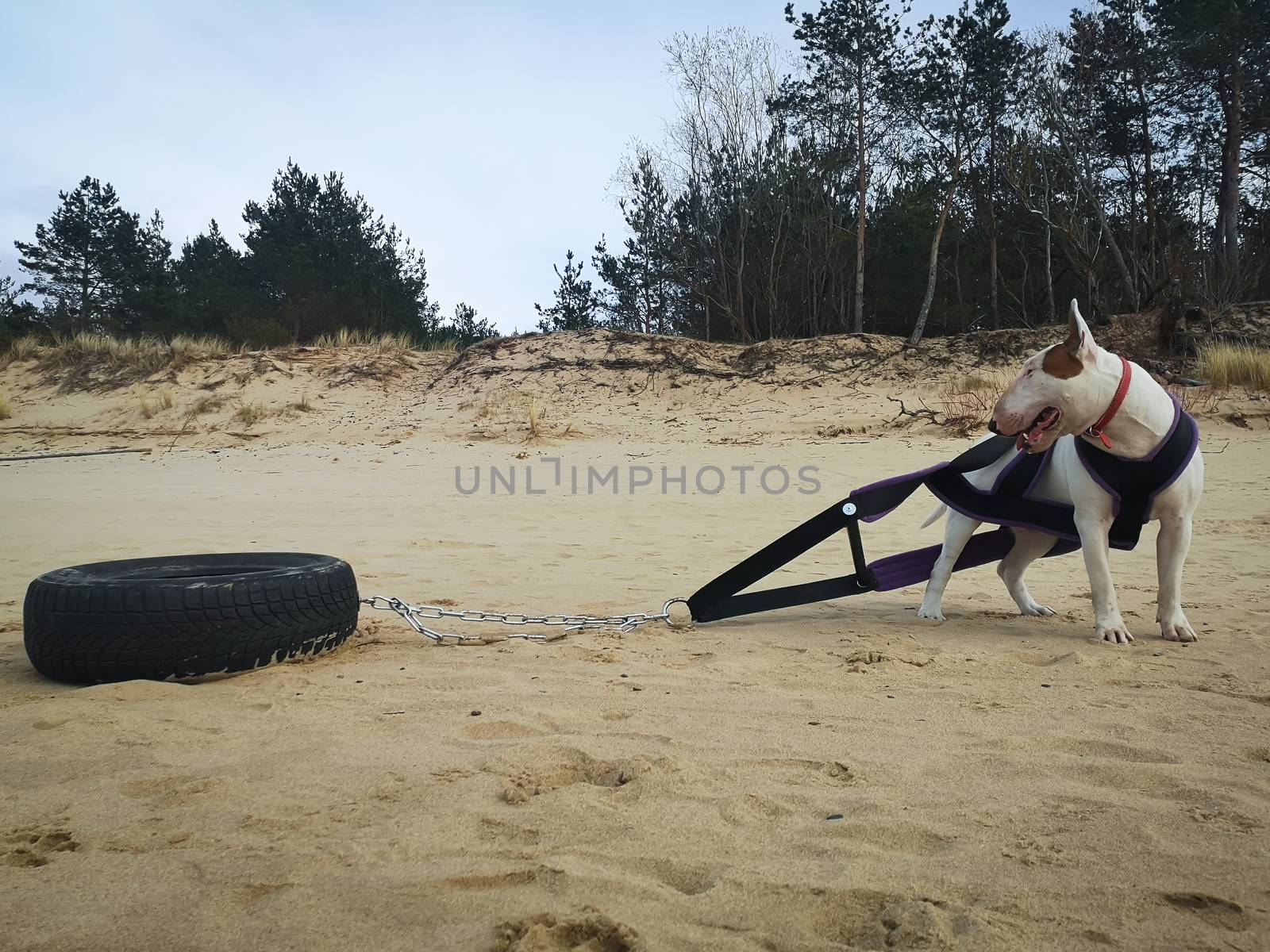 Beautiful masculine white English bull terrier, bullterrier breed dog training work out with tire on the beach. Horizontal image