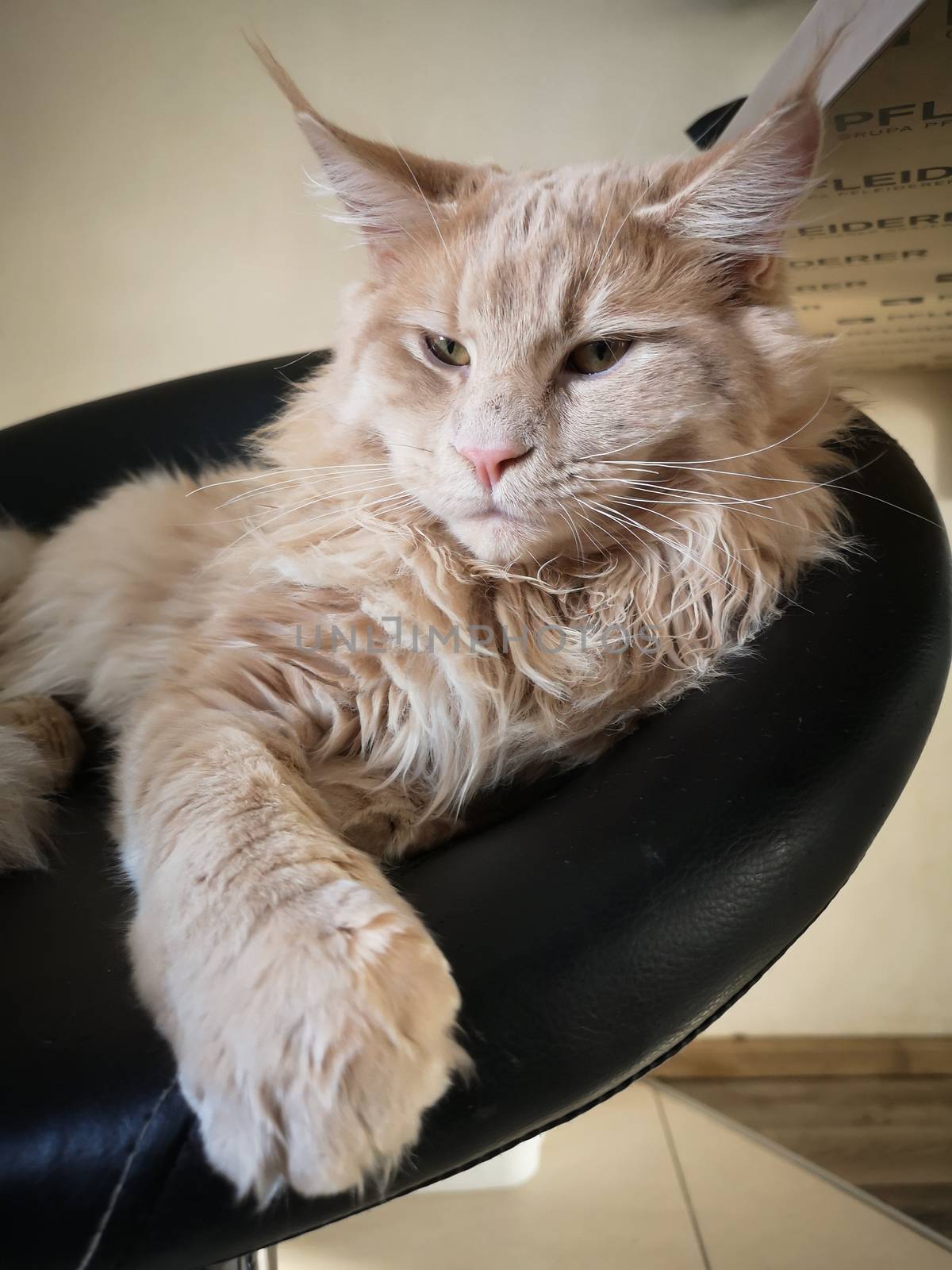 Fluffy ginger beige maine coon cat lying on a black bar chair front view.