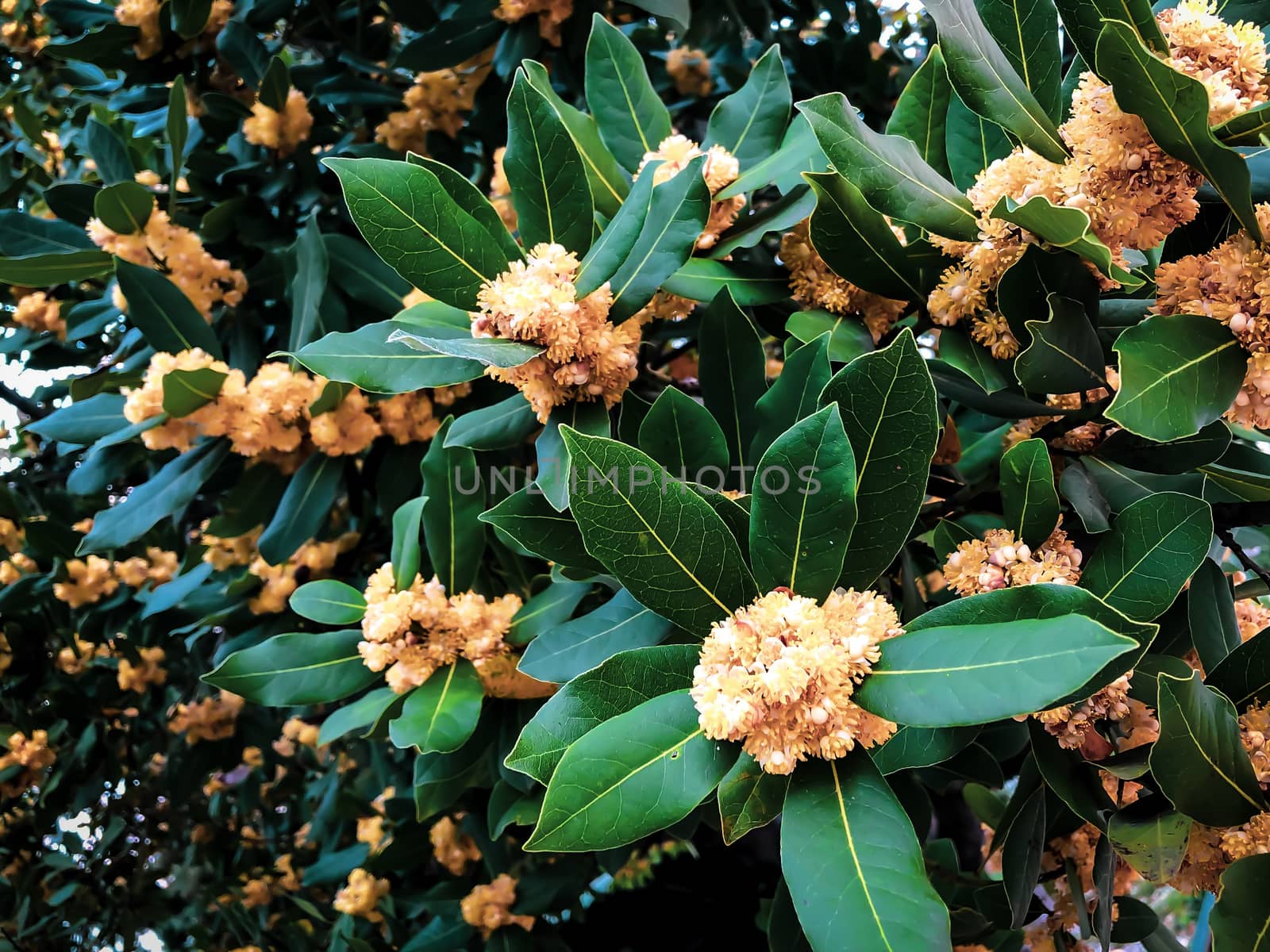 Close up blooming exotic tree with light orange flowers