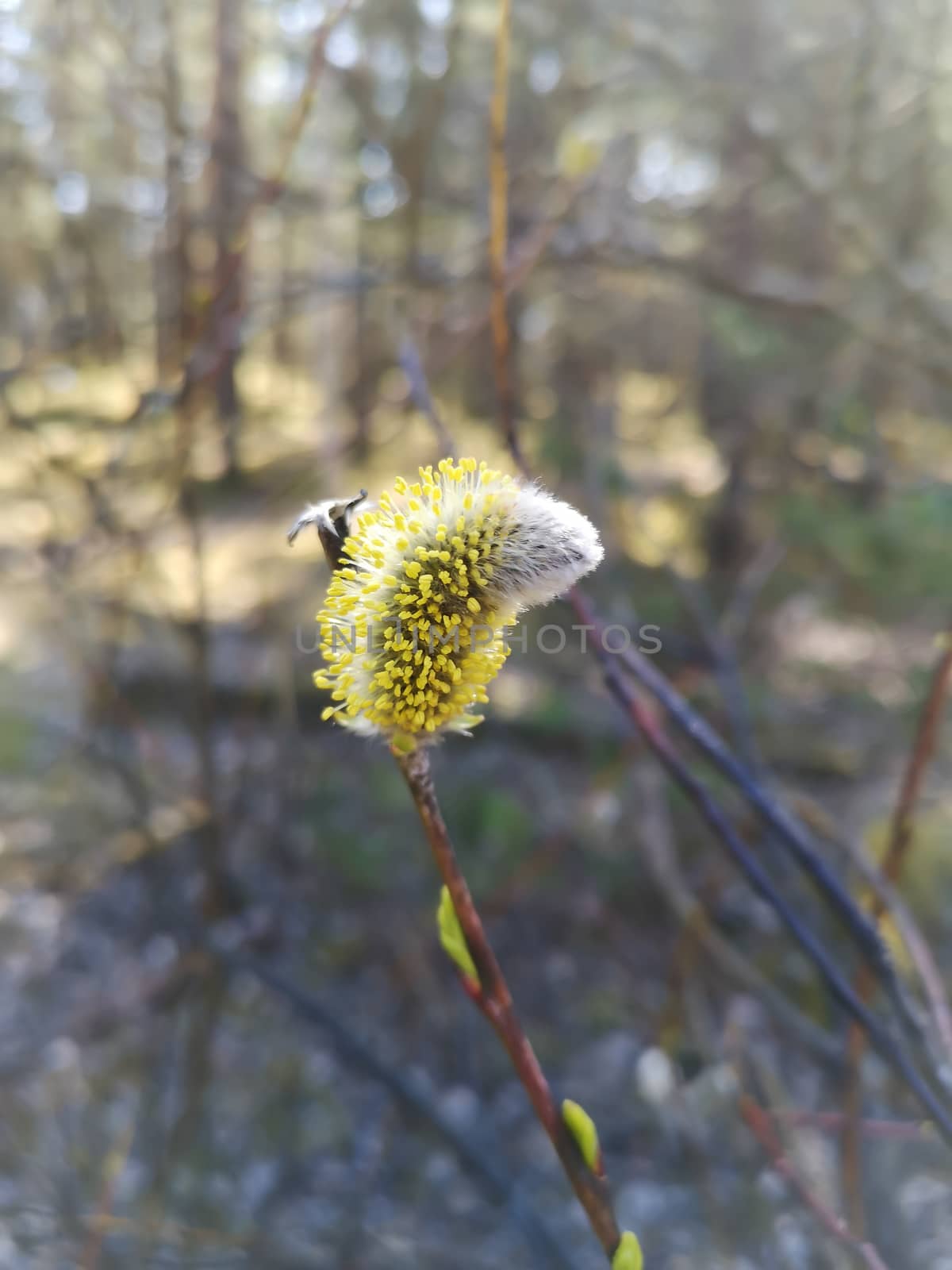 Blooming catkin of a willow, selective focus, blurry background. Salix caprea, goat willow, pussy willow or great sallow