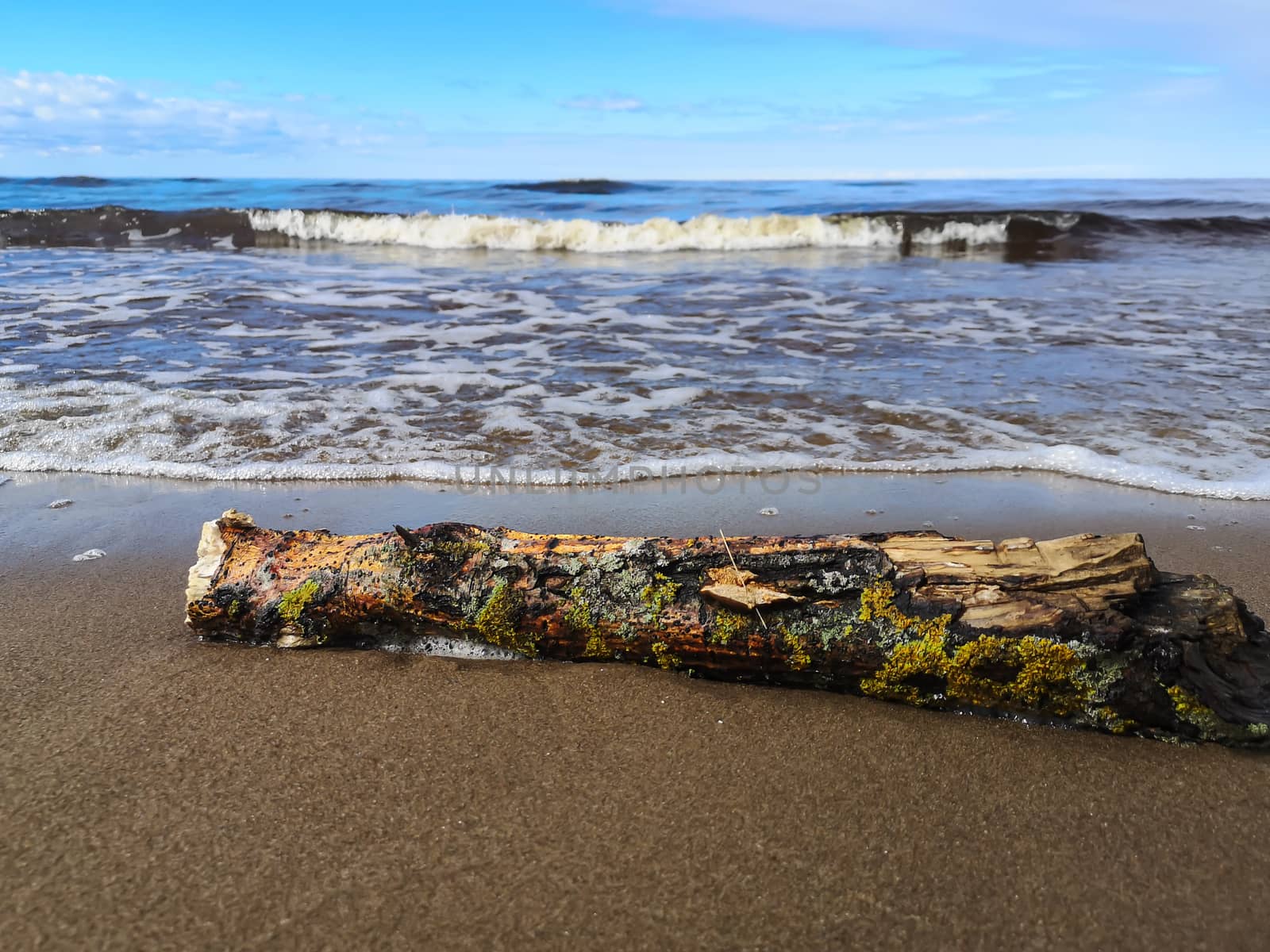 Fallen log on sand beach with Baltic sea and blue sky on background