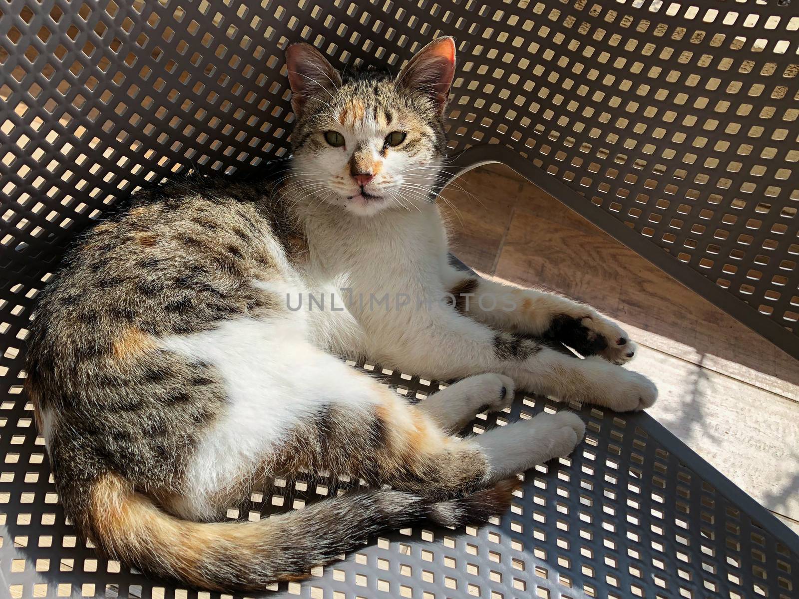 Cute cat lying in sunbeams on a chair