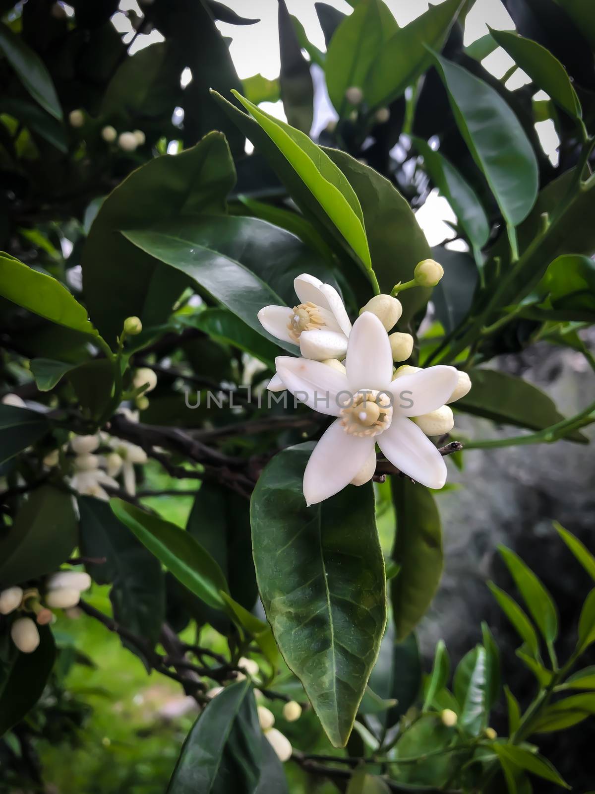 Close up orange tree flower bud with green leaves