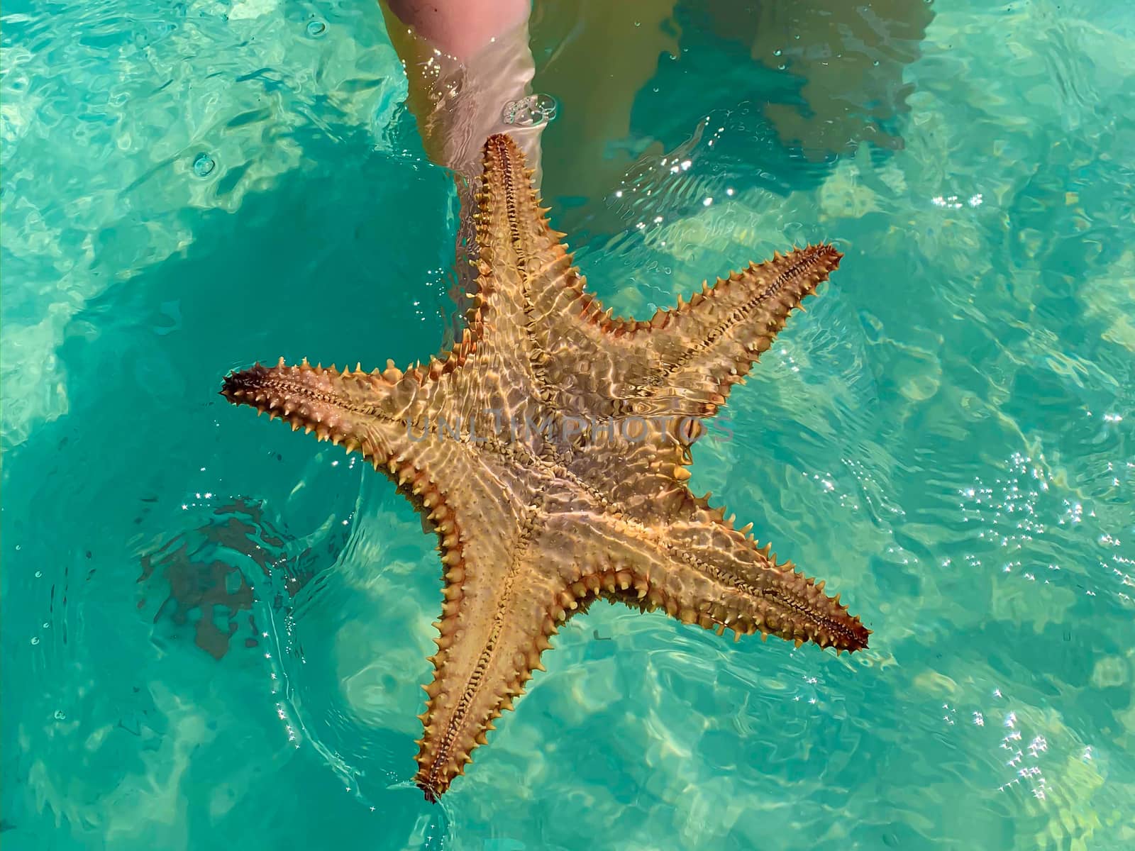 Big exotic starfish in hand in Caribbean sea close to Saona island in Dominican Republic