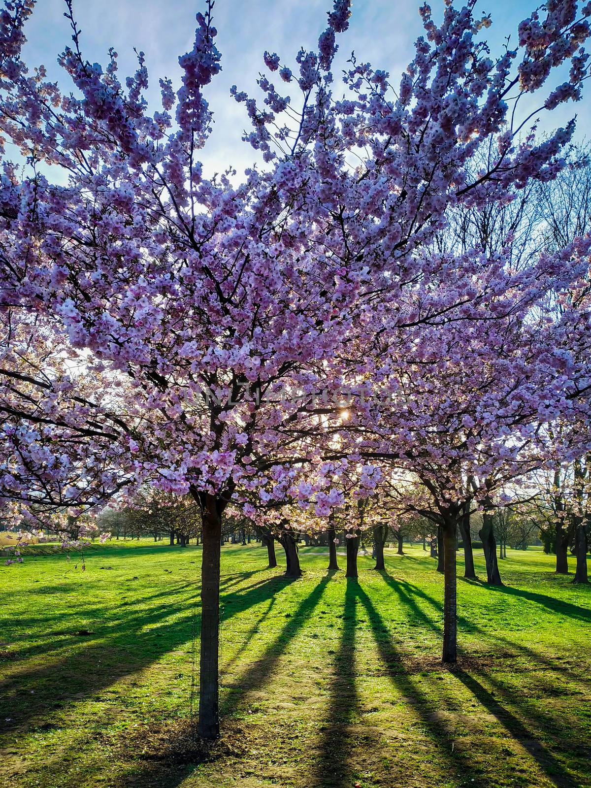 Full bloom pink sakura trees, cherry blossom in park on a sunny  by AlonaGryadovaya