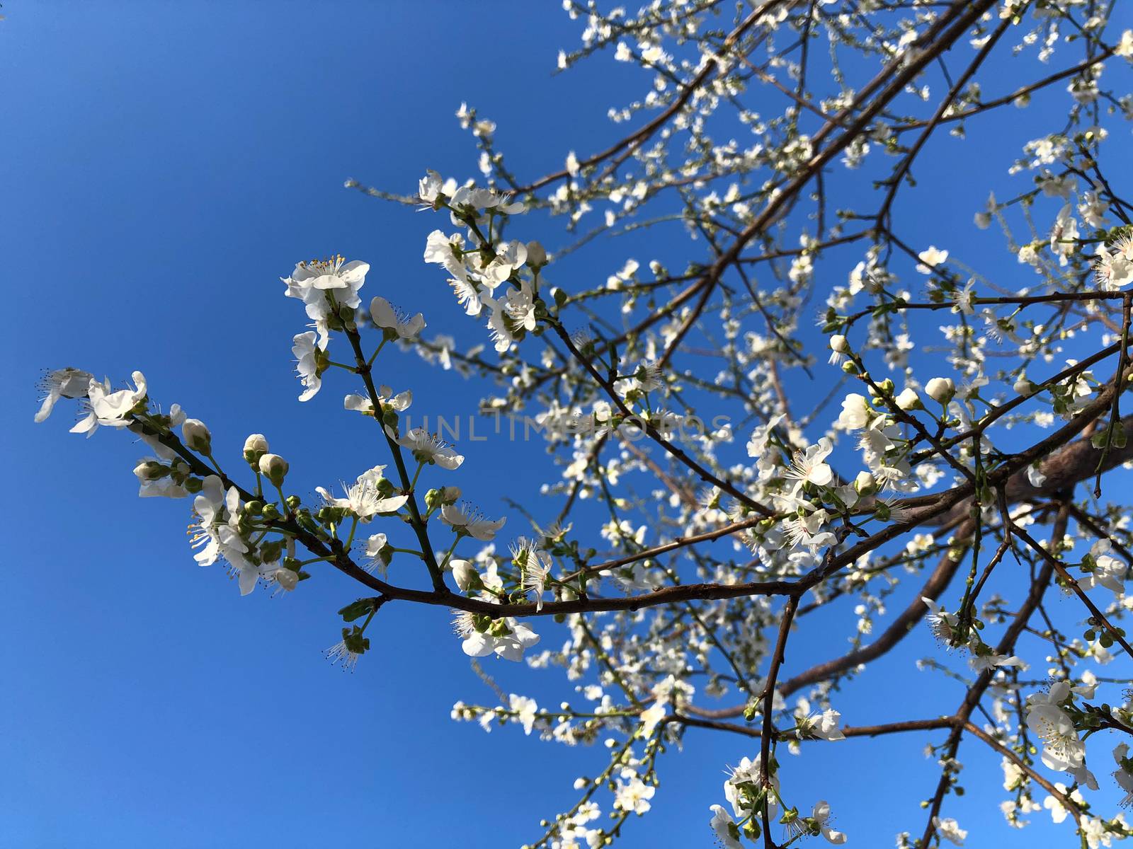 Sakura cherry blossom flower on blue sky background by AlonaGryadovaya
