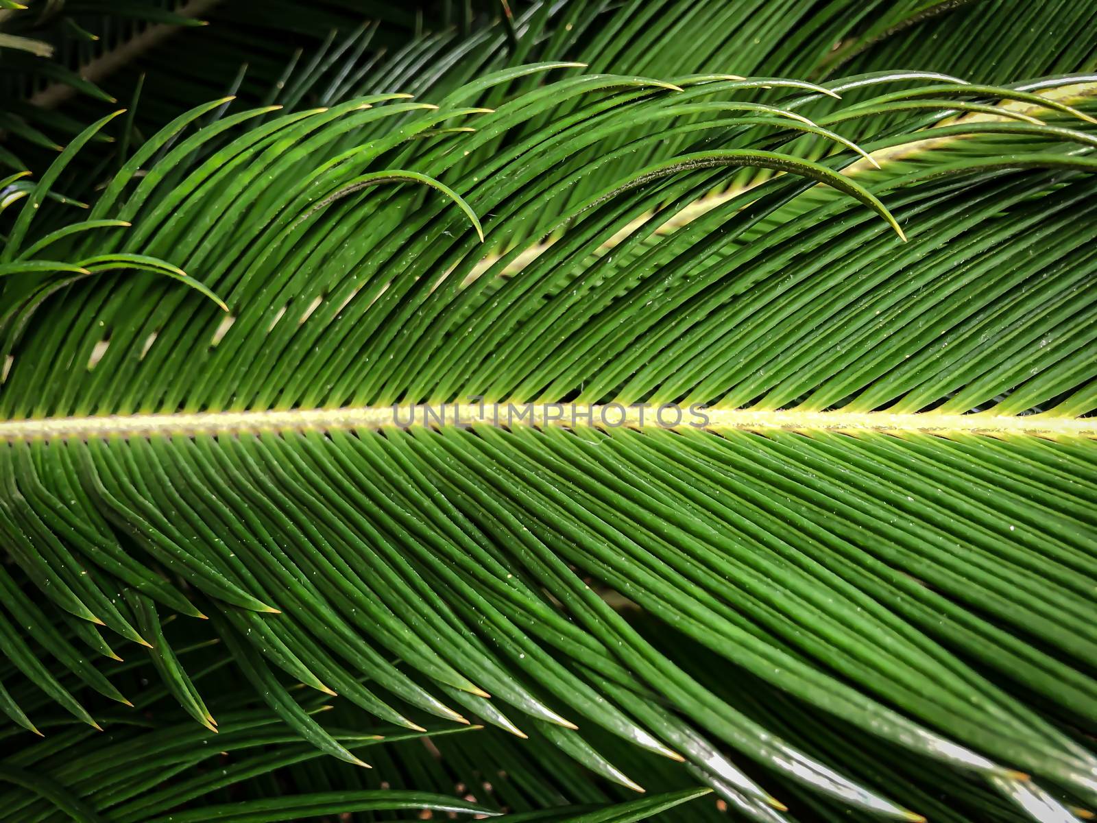 Close up green tropical palm leaf