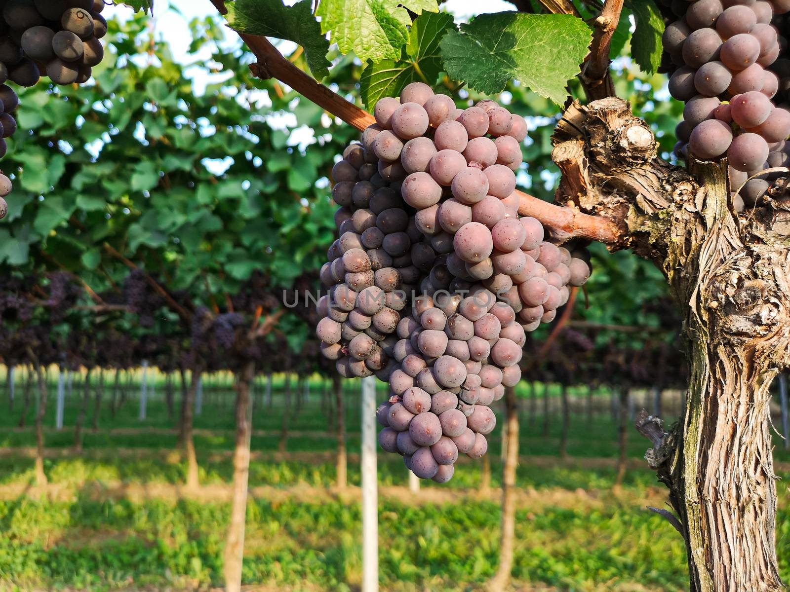 Bunches of ripe purple red grapes hanging on vineyards of grape trees, fresh fruits
