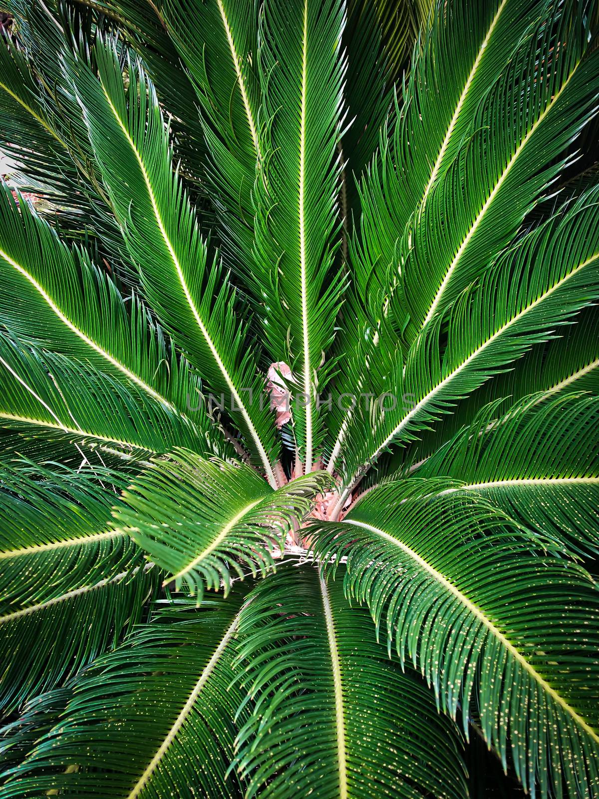 Close up green tropical palm leaves 