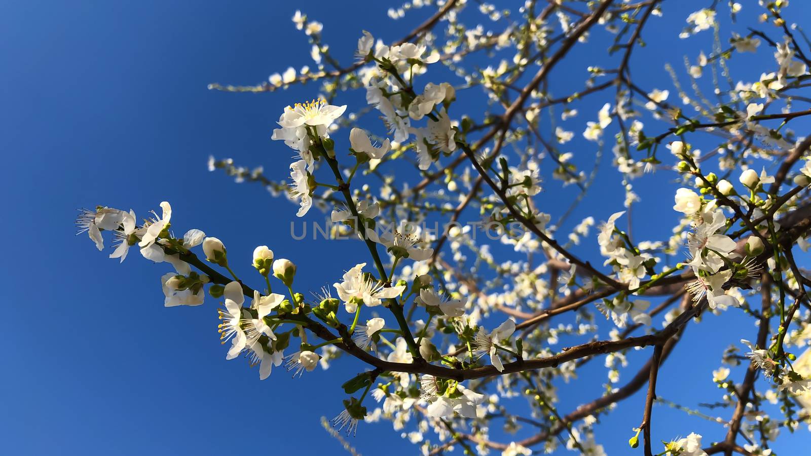 Sakura cherry blossom flower on blue sky background by AlonaGryadovaya