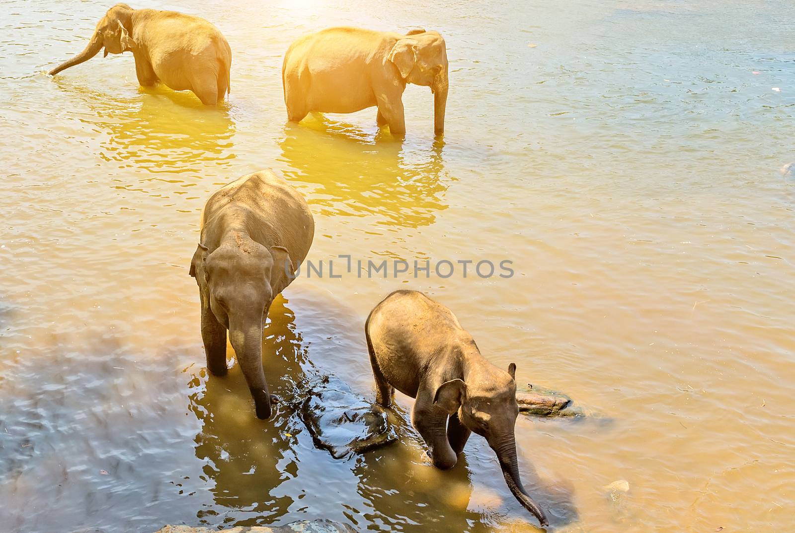 Elephant family Asia Jungle river washing water. Ceylon, Sri Lanka.