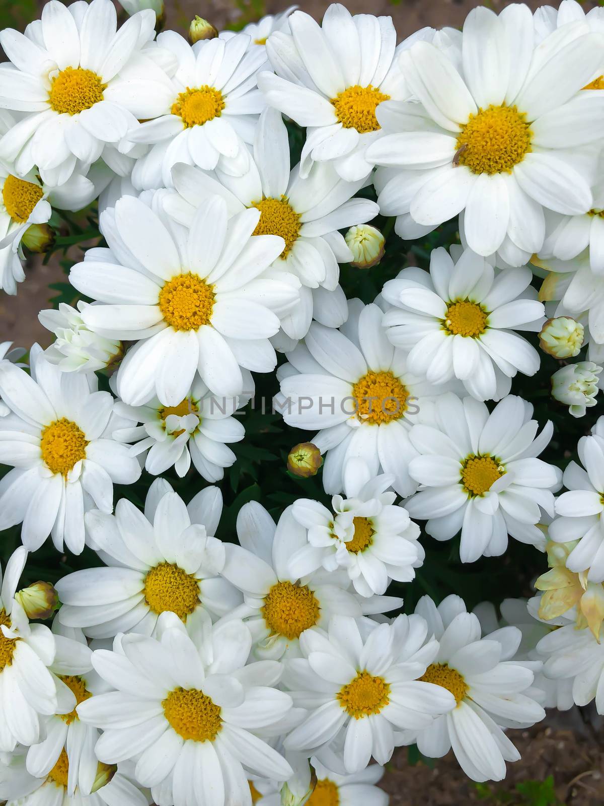 Close up white daisy chamomile chrysanthemum flower by AlonaGryadovaya