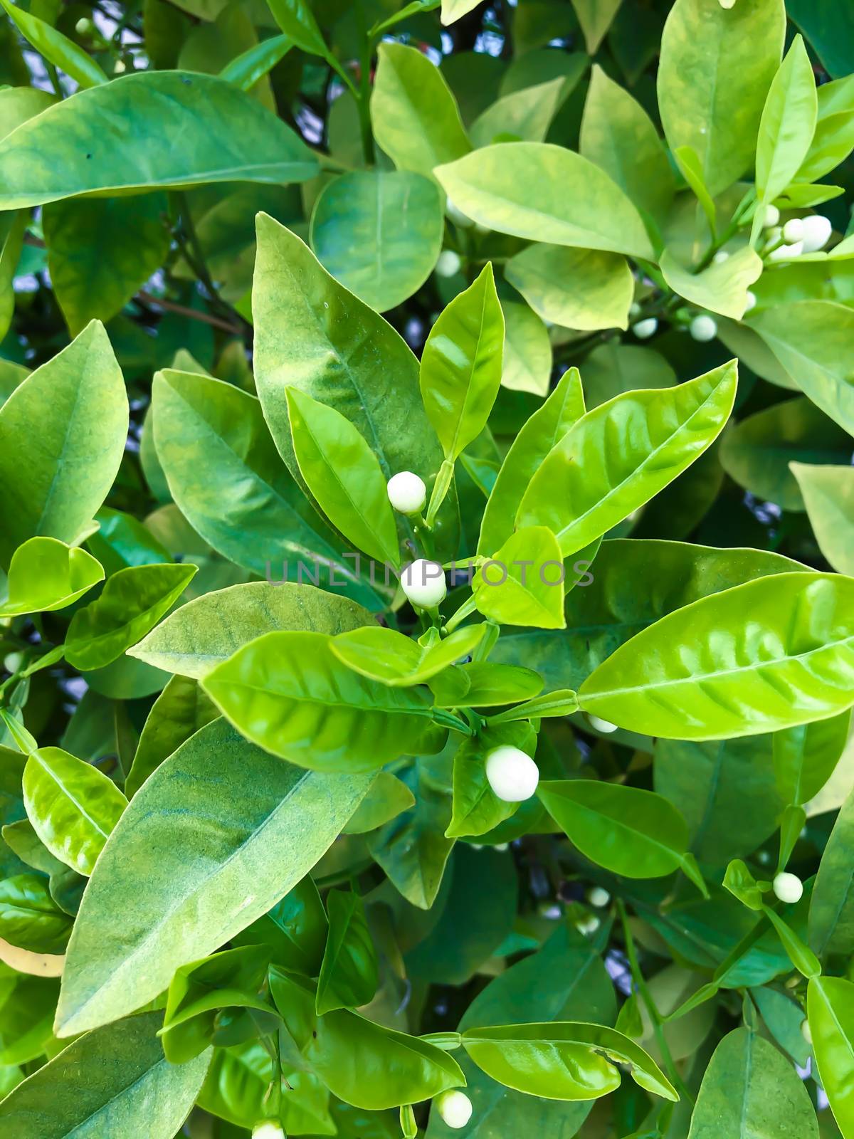 Close up orange tree flower bud with green leaves by AlonaGryadovaya