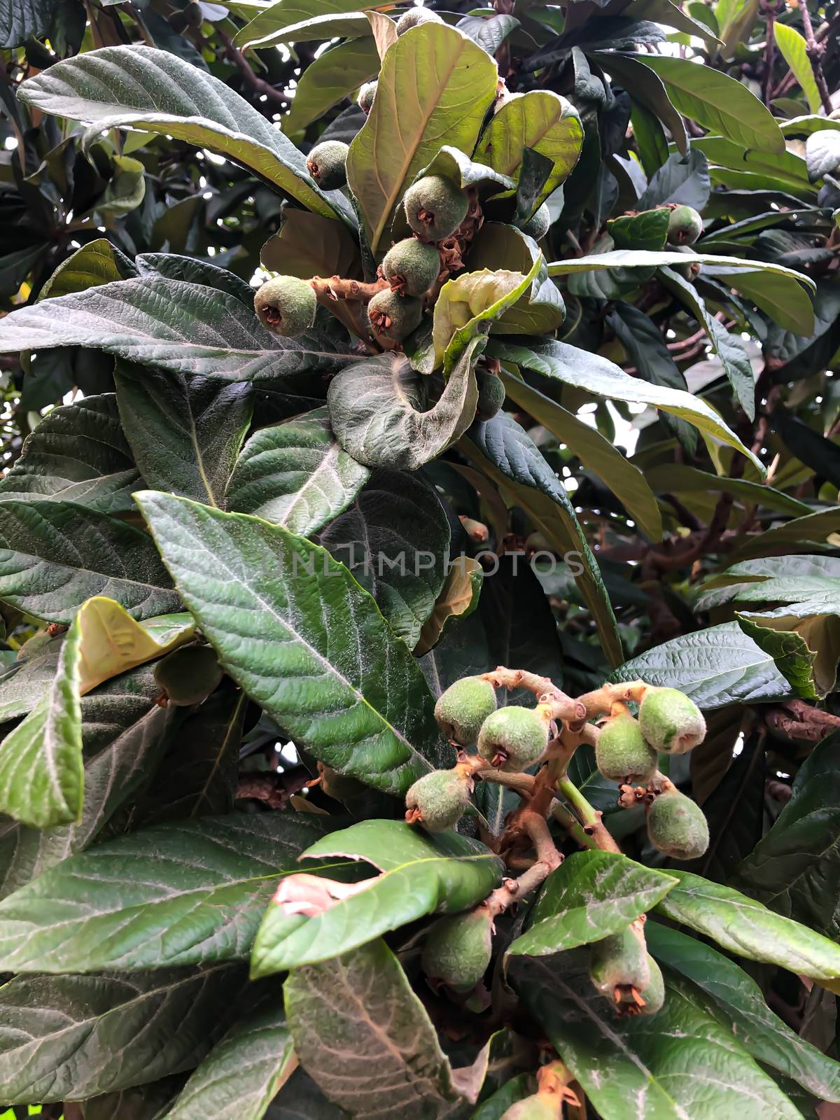 Green loquat fruits on banch by AlonaGryadovaya