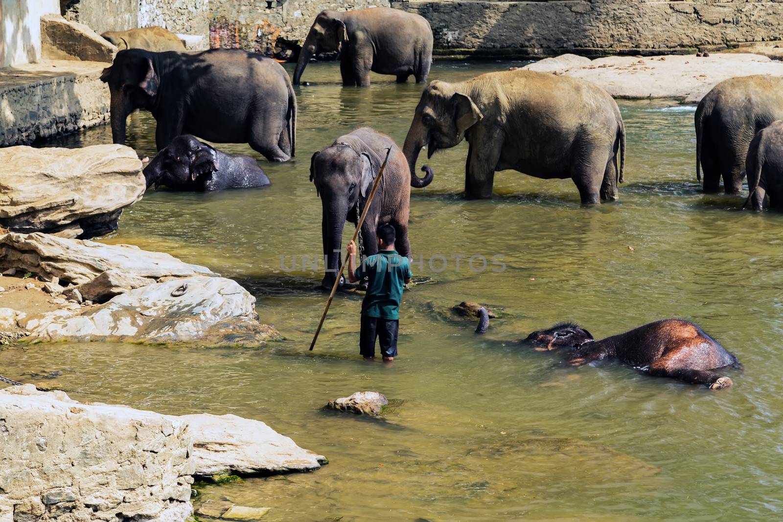 Elephants family bathing in the river wild animals, Sri Lanka