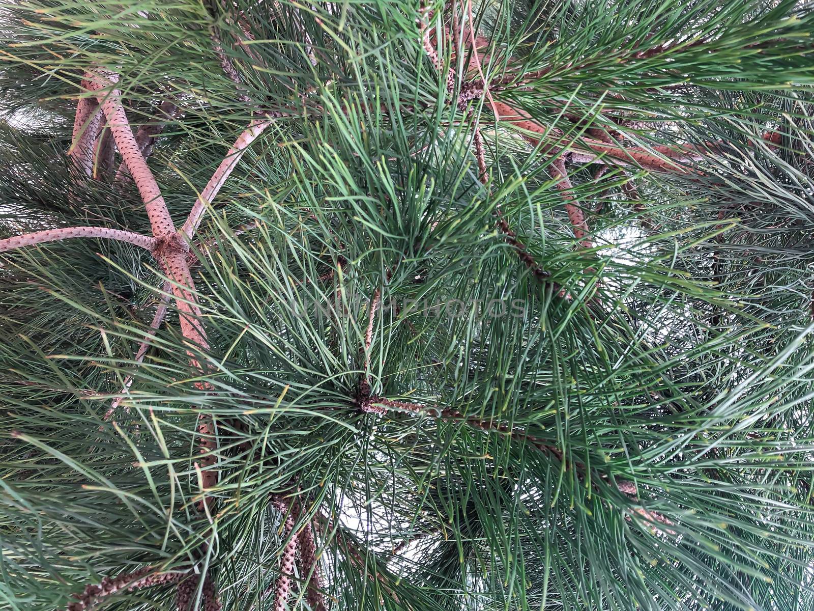 Close up green pine tree needles

