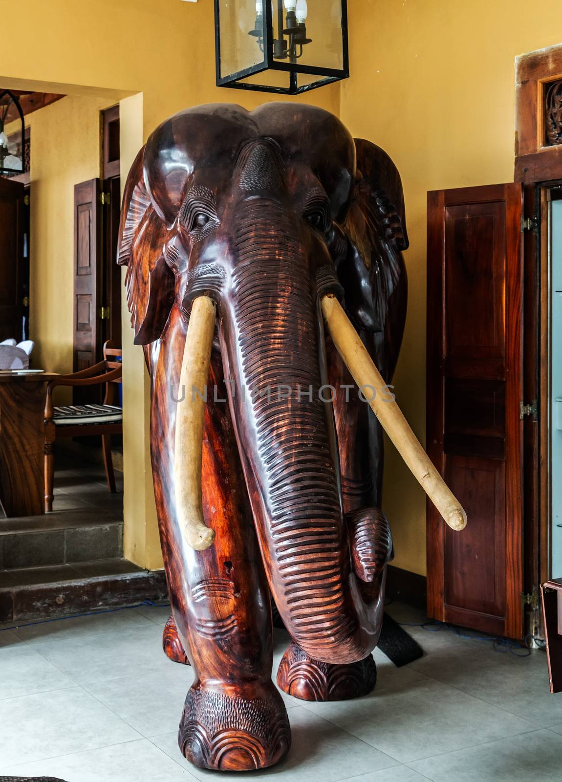 Elephants wild animals, Sri Lanka