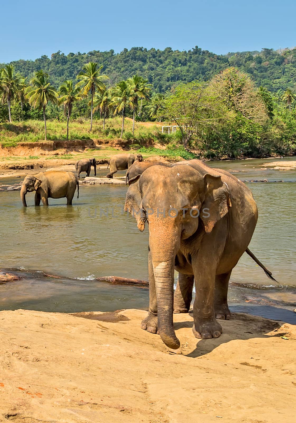 Asia Elephant bath in river Ceylon. Pinnawala. Sri Lanka