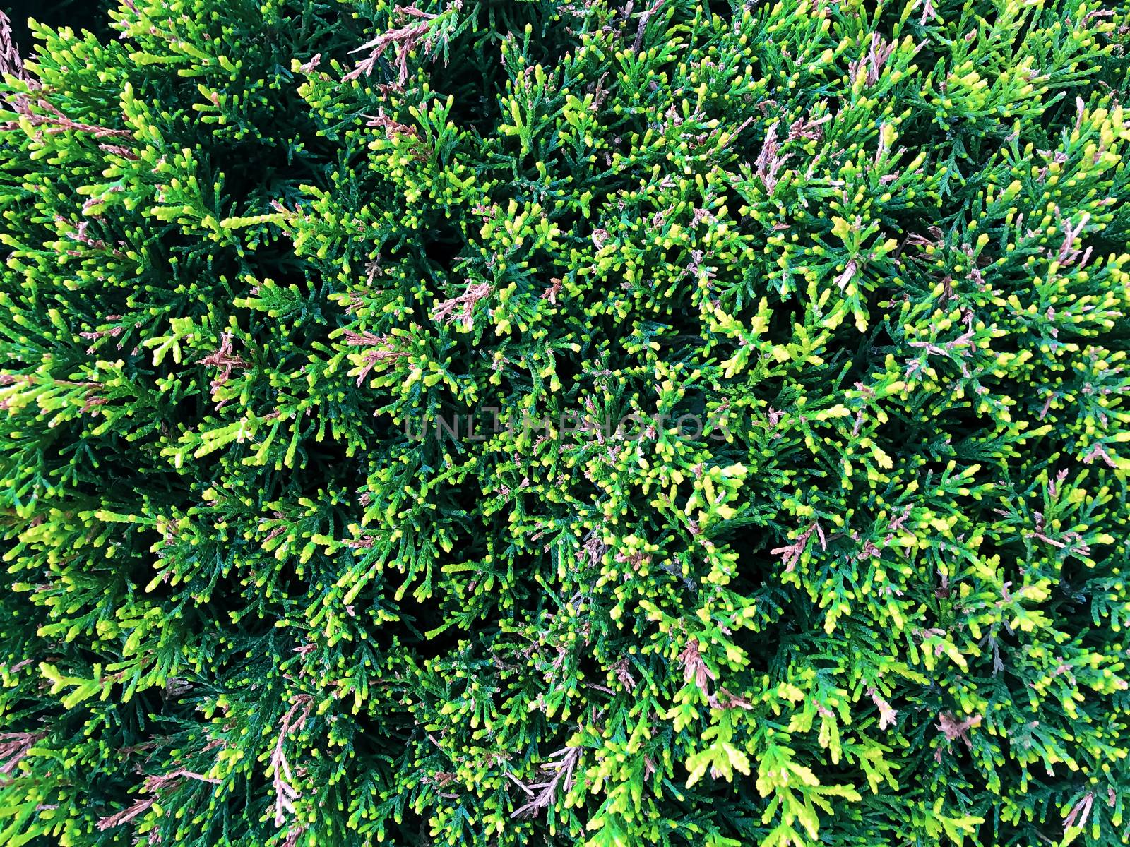 Close up cypress thuja coniferous tree