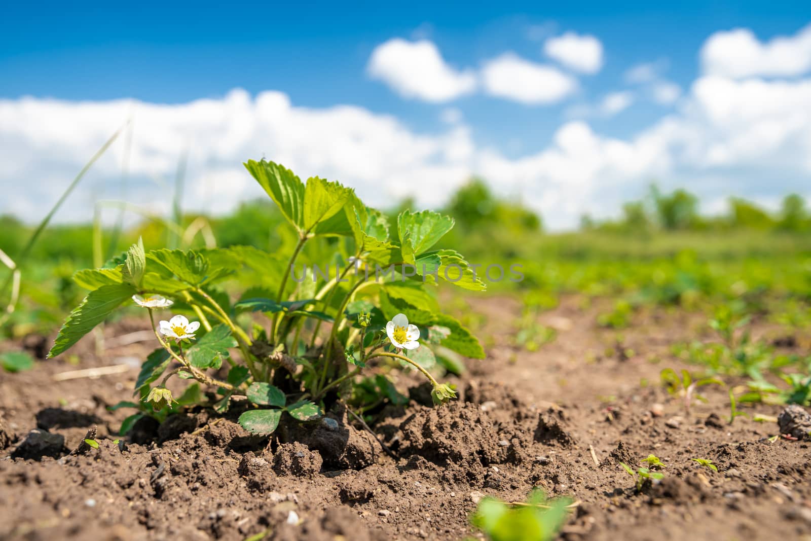 flowering strawberry plant in the field on an organic farm.