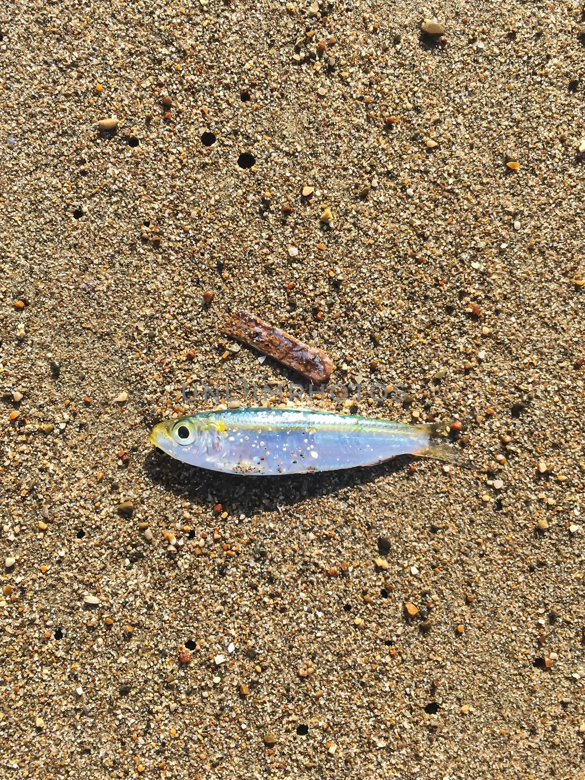 Bright fish on the sand beach on a sunny day 