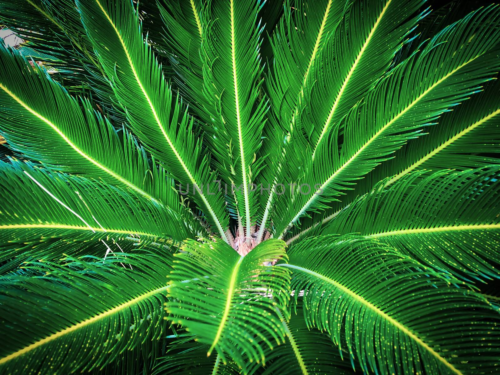 Close up green tropical palm leaves  by AlonaGryadovaya
