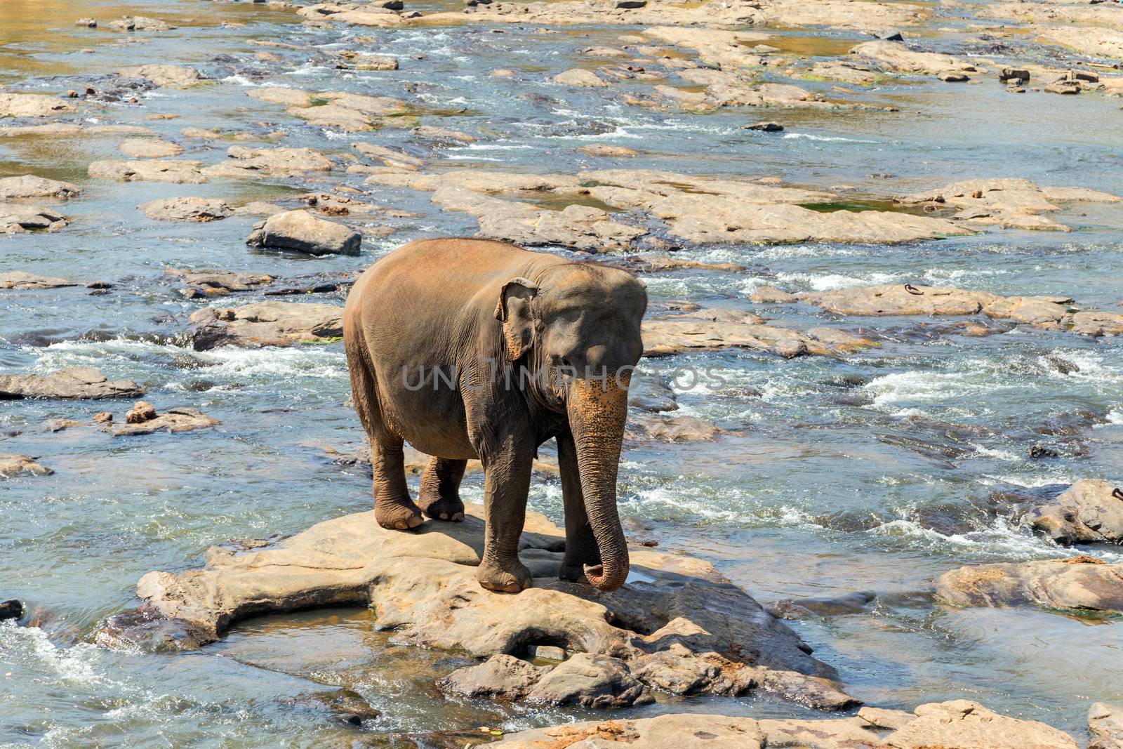 Elephant bath in the river Sri Lanka, Ceylon, North Central Province, Pinnawela