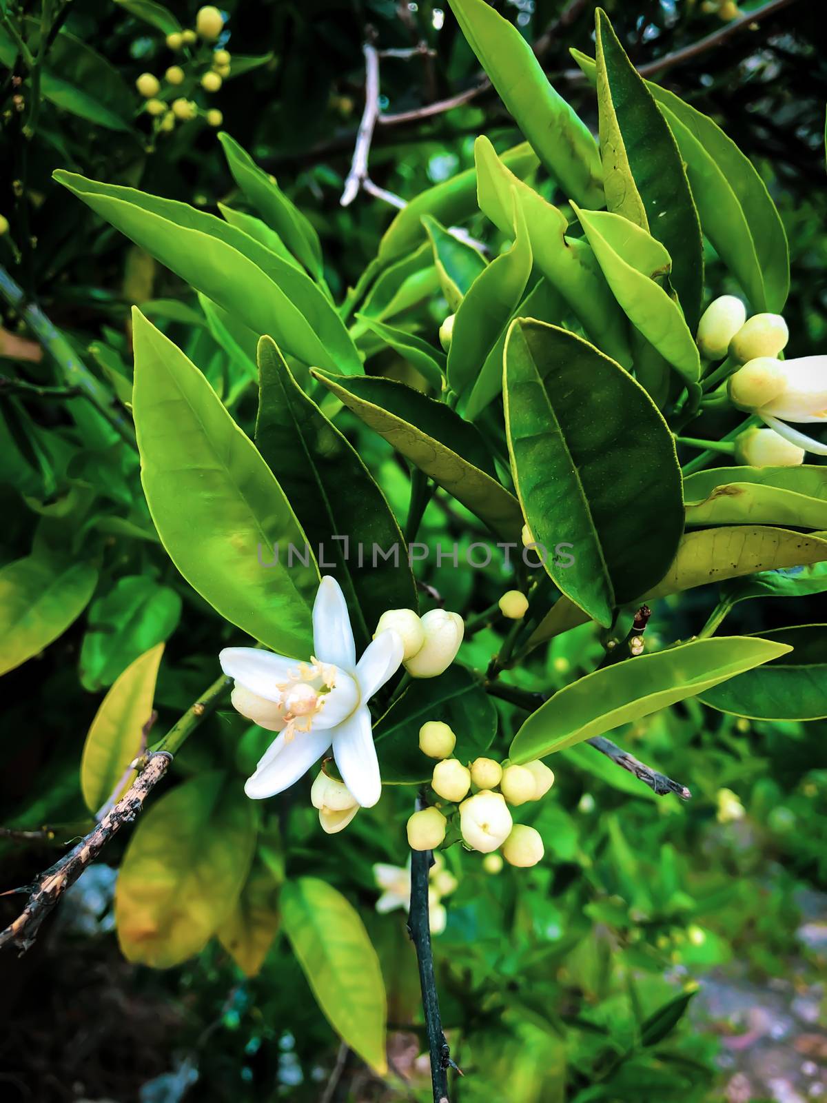 Close up orange tree flower bud with green leaves