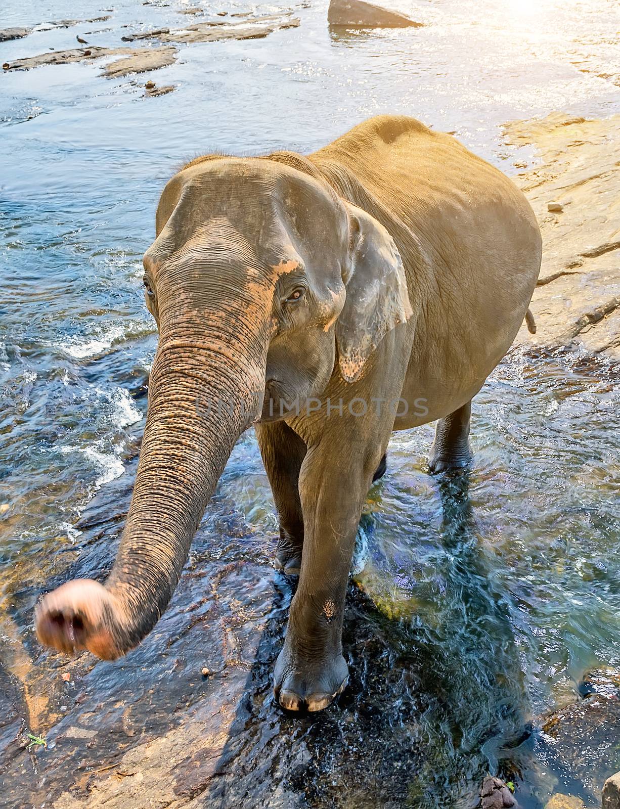 Beautiful elephant mother river outdoor leisure. elephants attraction Bathing water of jungle.