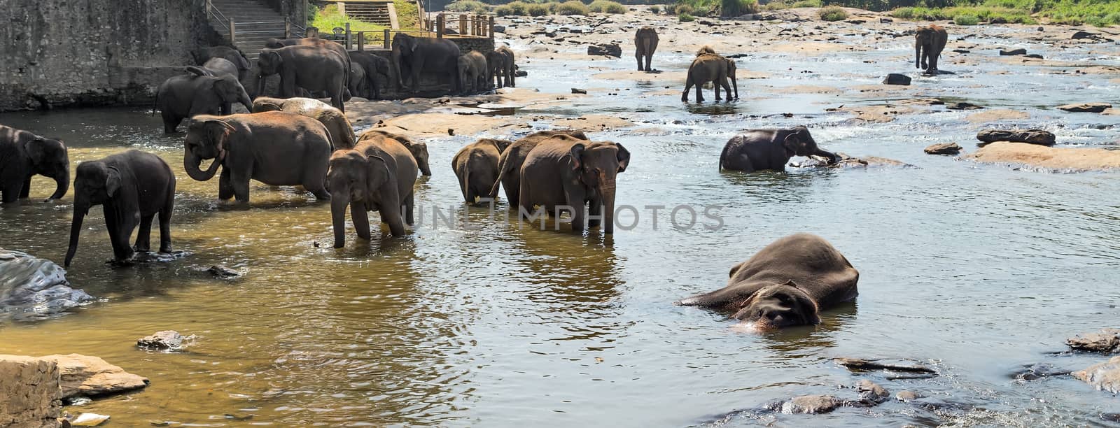 Asian Elephant Family in Water by Vladyslav